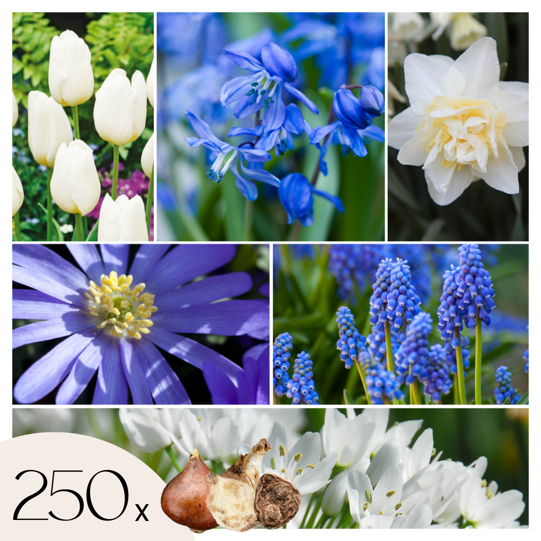 Mix bloembollen - Set van 250 - Tulipa, Anem. Narcis. Allium, Muscari afbeelding