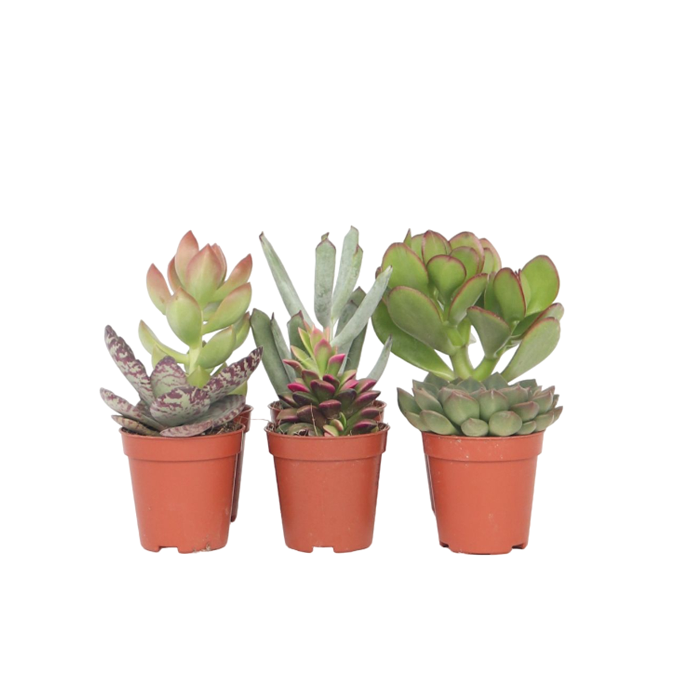 Mini-vetplanten - Set van 6 - Succulent Mix - Hoogte 5-10cm -⌀5,5cm afbeelding
