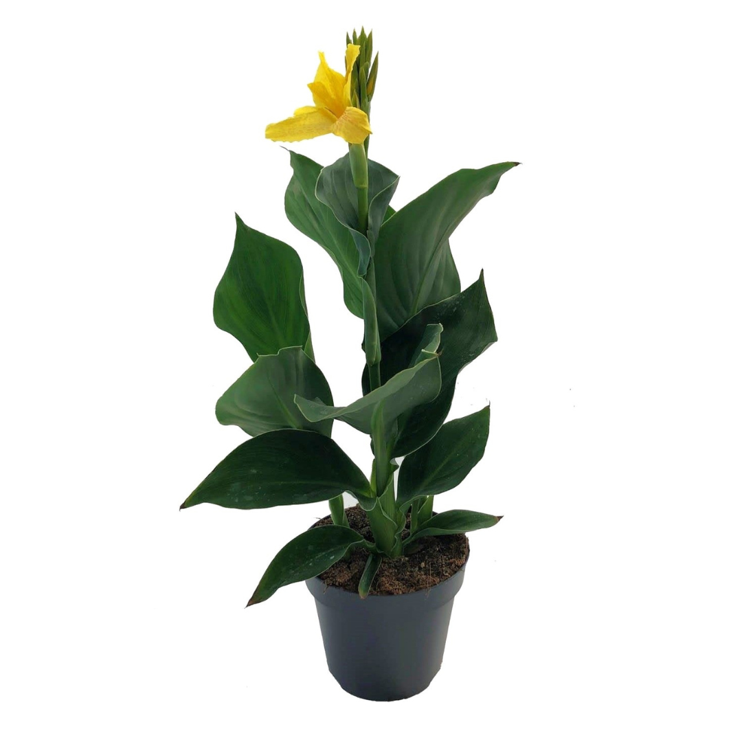 Bloemriet - Canna'Cannova'- Hoogte 35-45cm -⌀17cm afbeelding