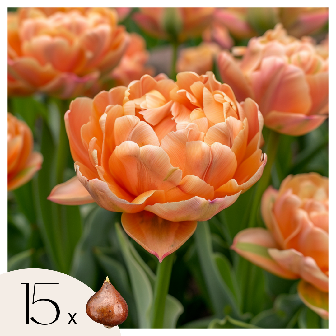 Tulpenbollen - Set van 15 - Tulipa'Copper Image'- Bloembollen afbeelding