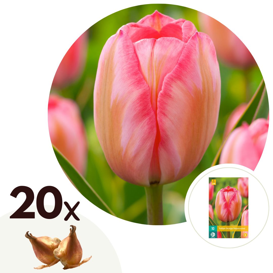Tulpenbollen - Set van 20 - Tulipa'Design Impression'- Bloembollen - Roze afbeelding