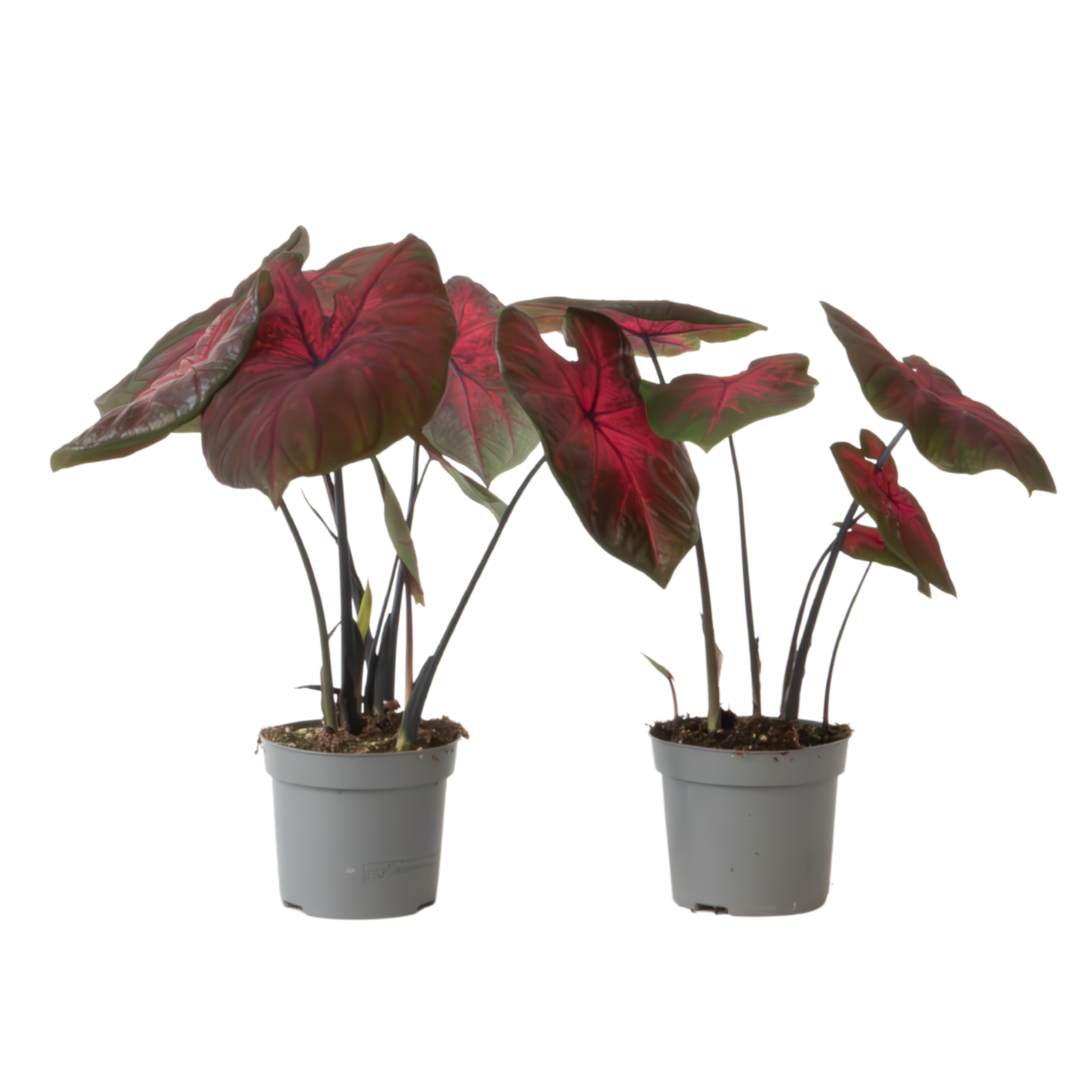 Engelenvleugels - Set van 2 - Caladium'Postman Joyner'- Hoogte 25-40cm -⌀12cm afbeelding