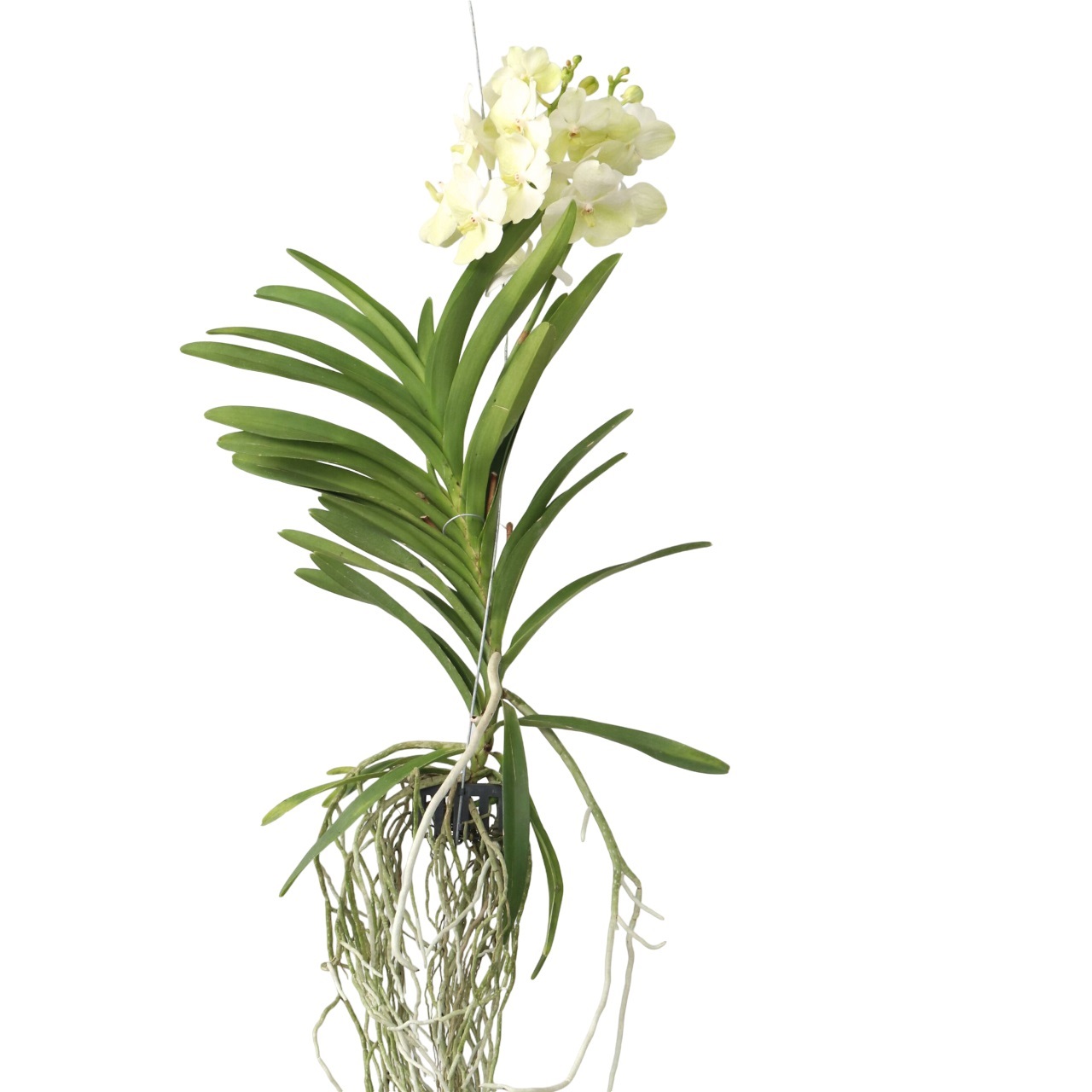 Witte Orchidee - Vanda'Tayanee White'- Hoogte 45-55cm afbeelding