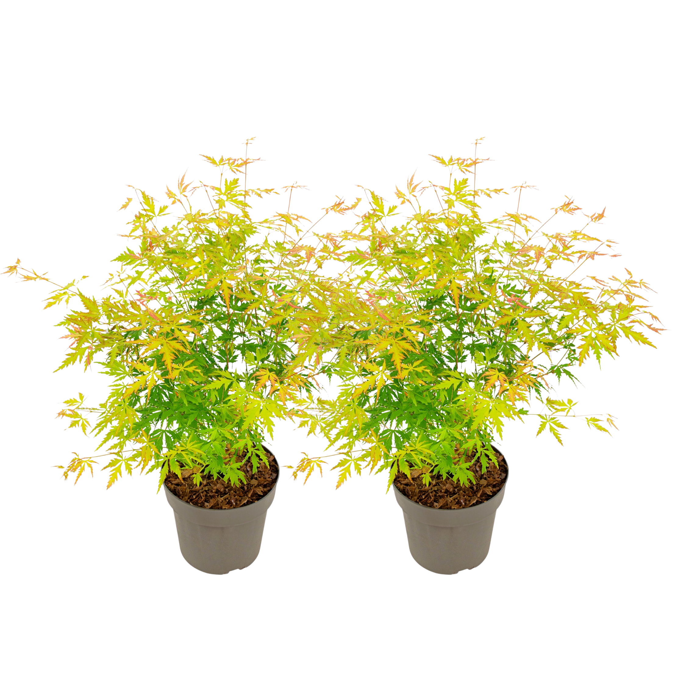 Japanse Esdoorn - Set van 2 - Acer'Orange Lace'- Hoogte 60-70cm -⌀19cm afbeelding