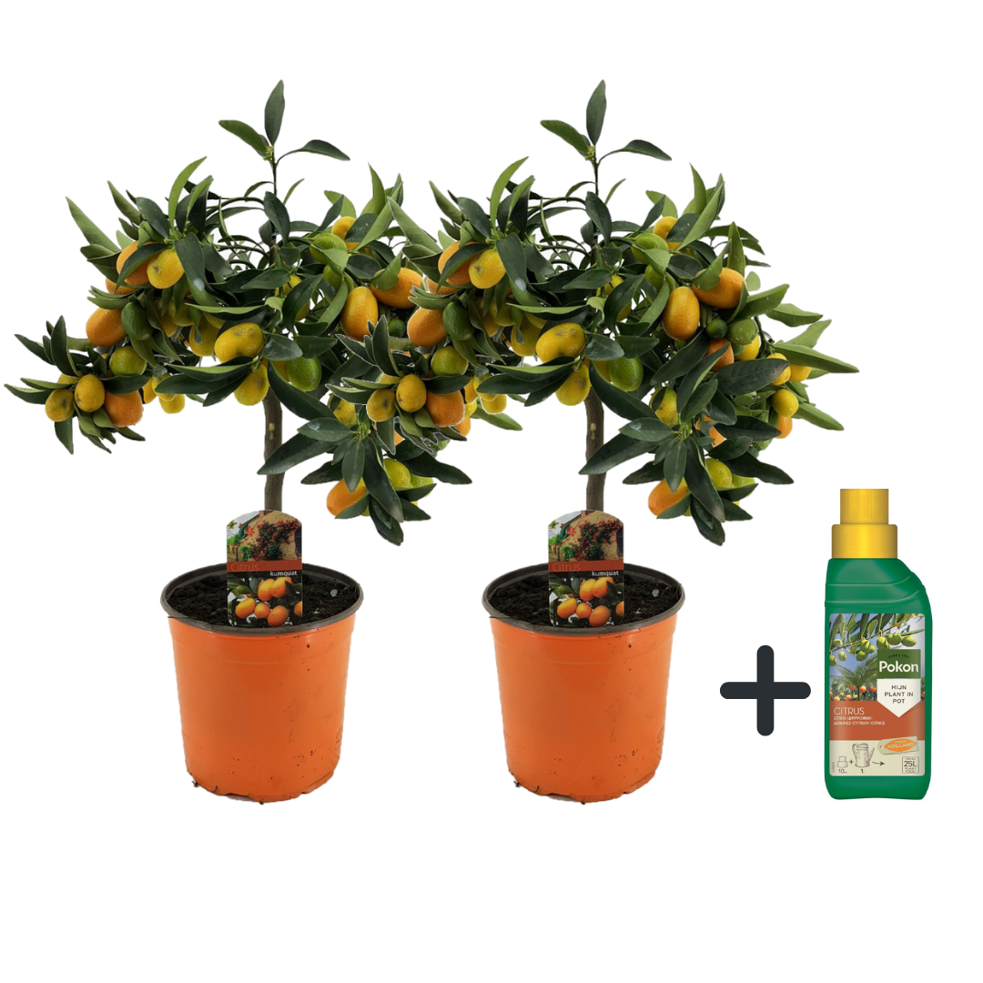 Sinaasappelboom - Set van 2 - Citrus microcarpa Kumquat - Hoogte 50-60cm -⌀19cm afbeelding