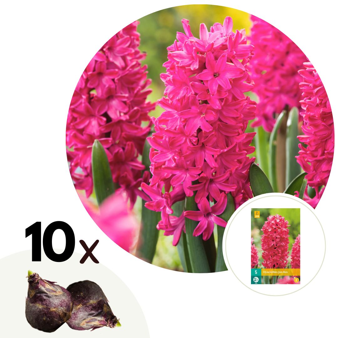 Hyacintenbollen - Set van 10 - Hyacinthus'Jan Bos'- Bloembollen - Rood afbeelding
