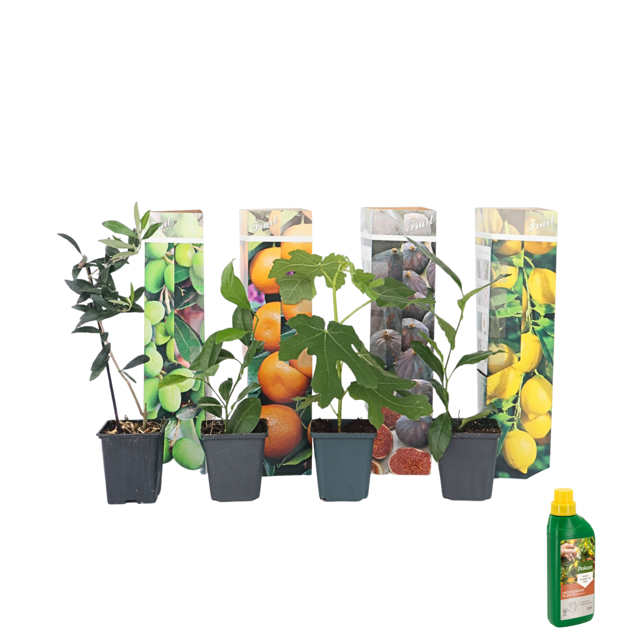 Mix fruitbomen met plantenvoeding - Set van 4 - Hoogte 25-40cm -⌀9cm afbeelding