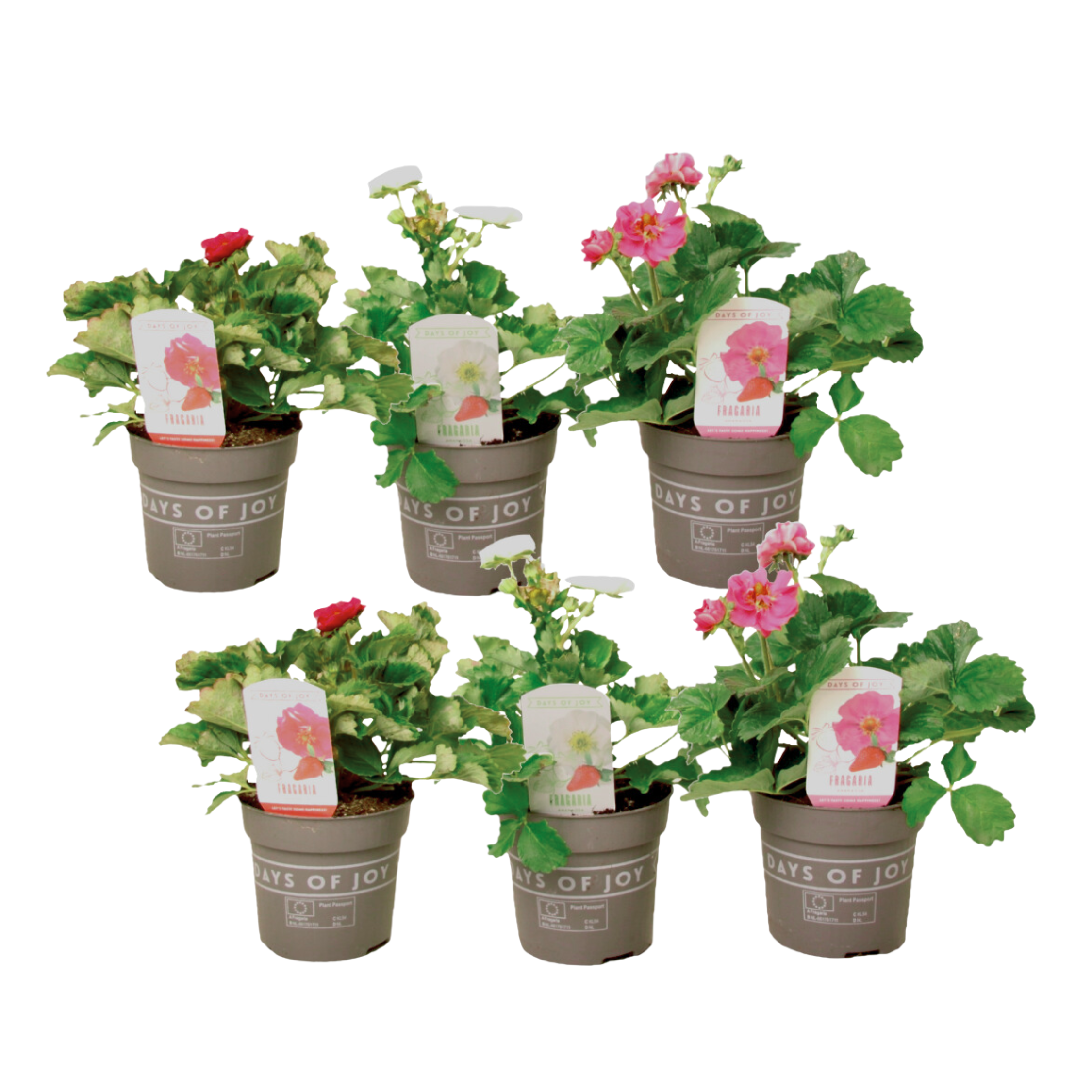 Aardbeienplant - Set van 6 - Fragaria'Summer Breeze'- Hoogte 15-25cm -⌀10,5cm afbeelding