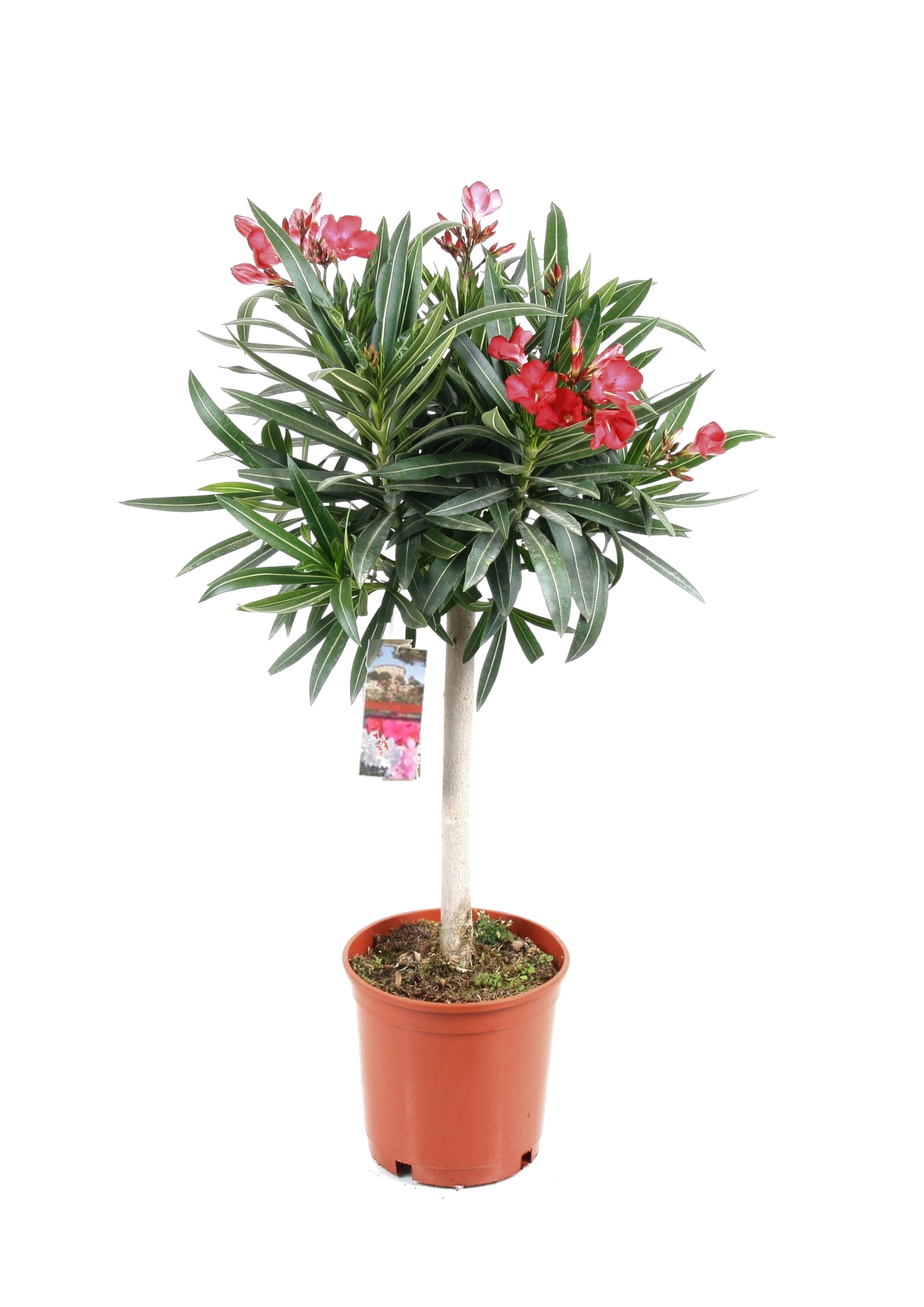 Oleanderstruik - Nerium oleander - Hoogte 80-90cm -⌀21cm afbeelding