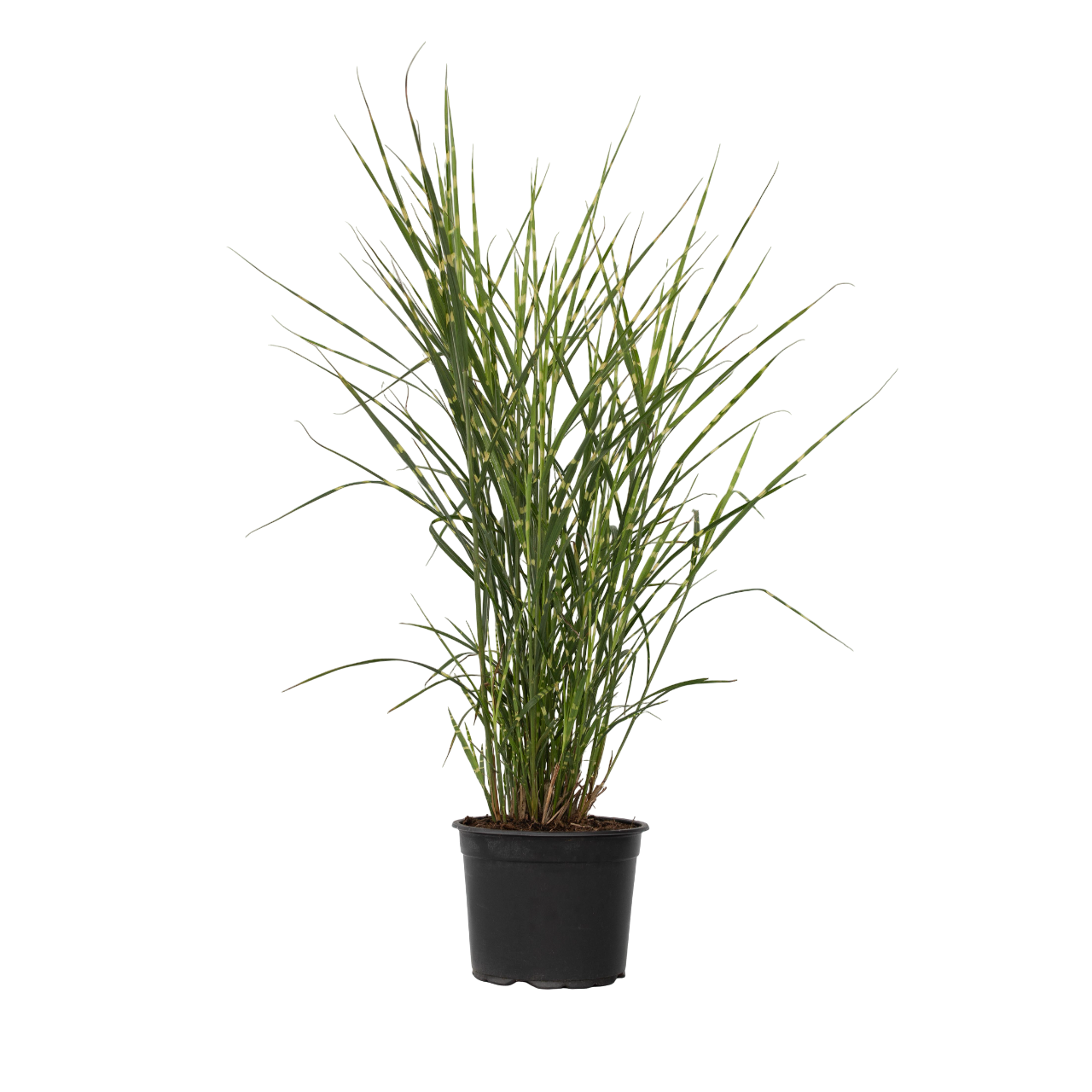 Chinees prachtriet - Miscanthus sinensis'Zebrinus'- Hoogte 20-30cm -⌀23cm afbeelding