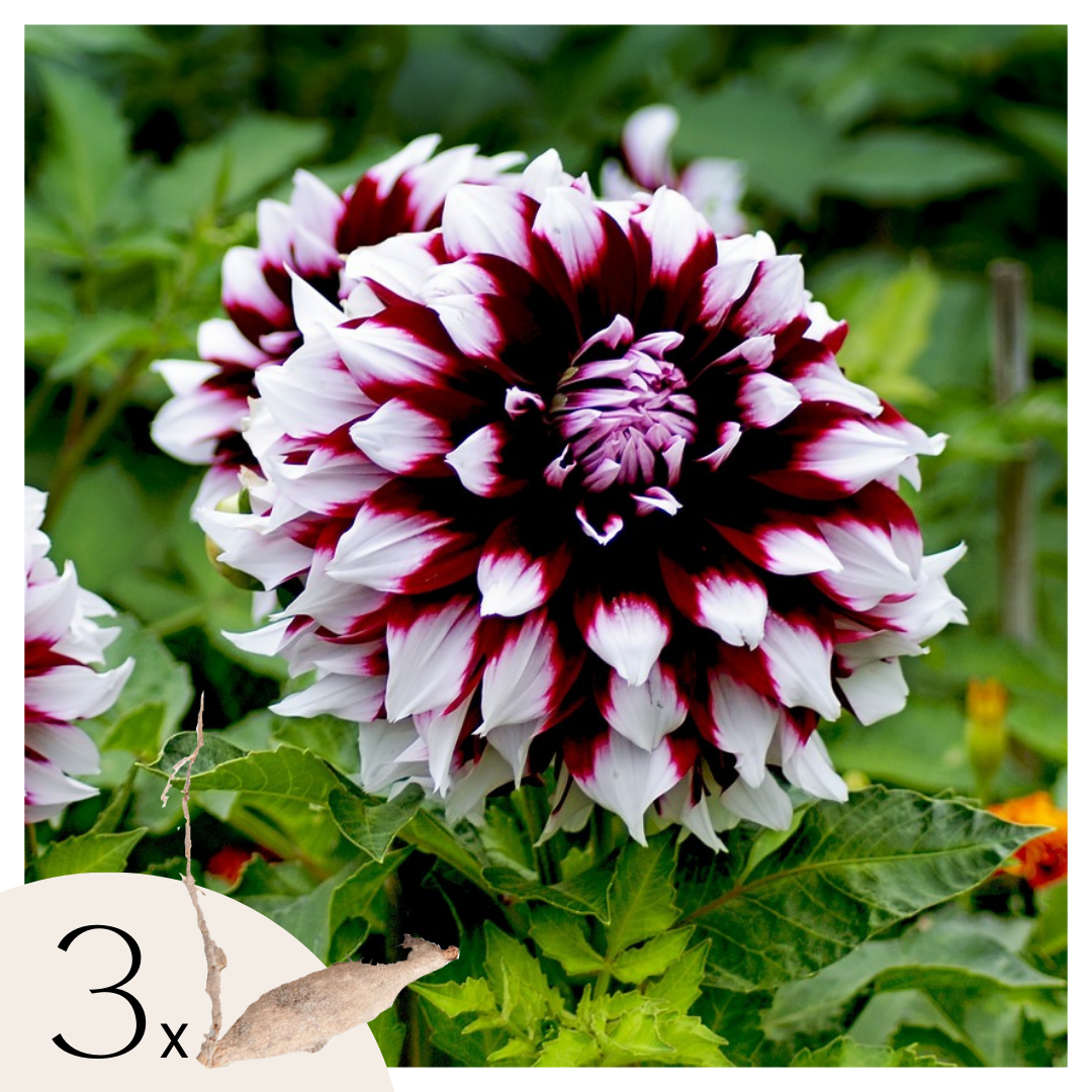 Dahliaknollen - Set van 3 - Dahlia'Tartan'- Paars afbeelding