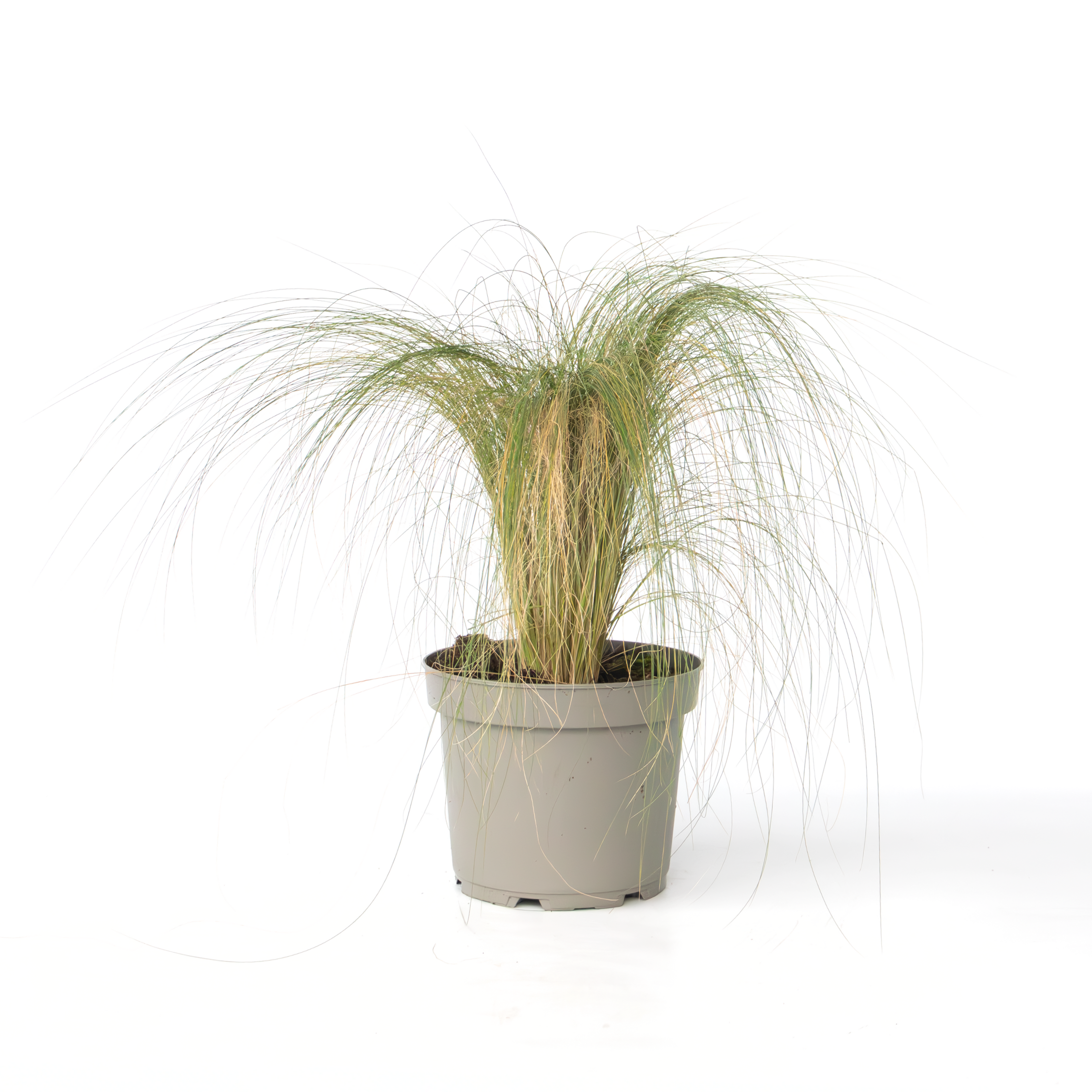 Vedergras - Pennisetum'Stipa'- Hoogte 40-60cm -⌀23cm afbeelding