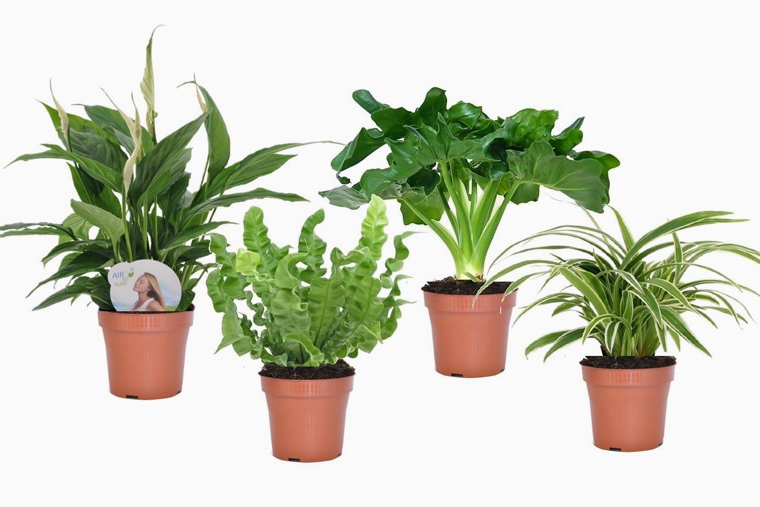 Badkamerset - Set van 4 - Bathroom Mix - Hoogte 25-40cm -⌀12cm afbeelding