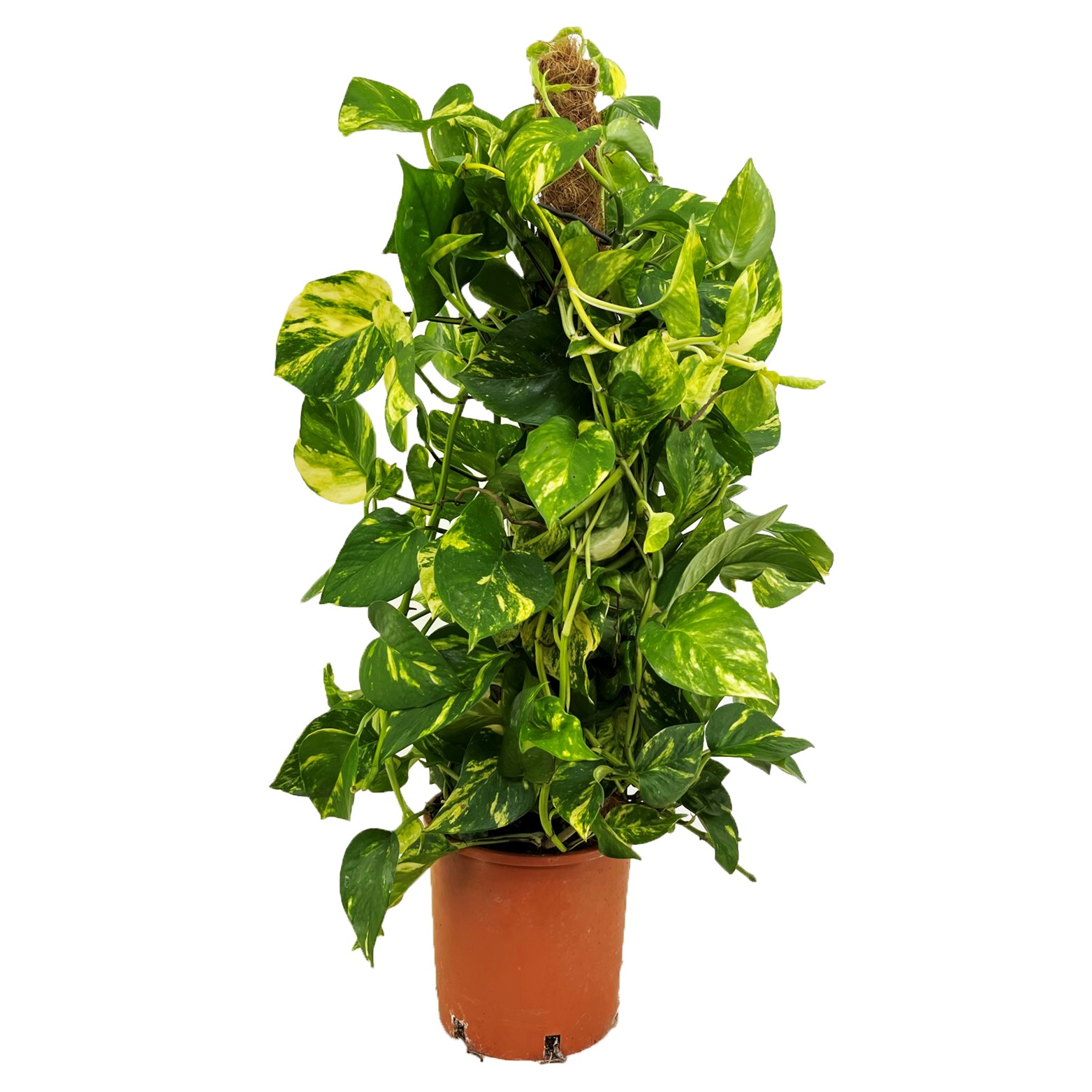 Drakenklimop - Epipremnum Scindapsus'Aureum'- Hoogte 80-90cm -⌀21cm afbeelding
