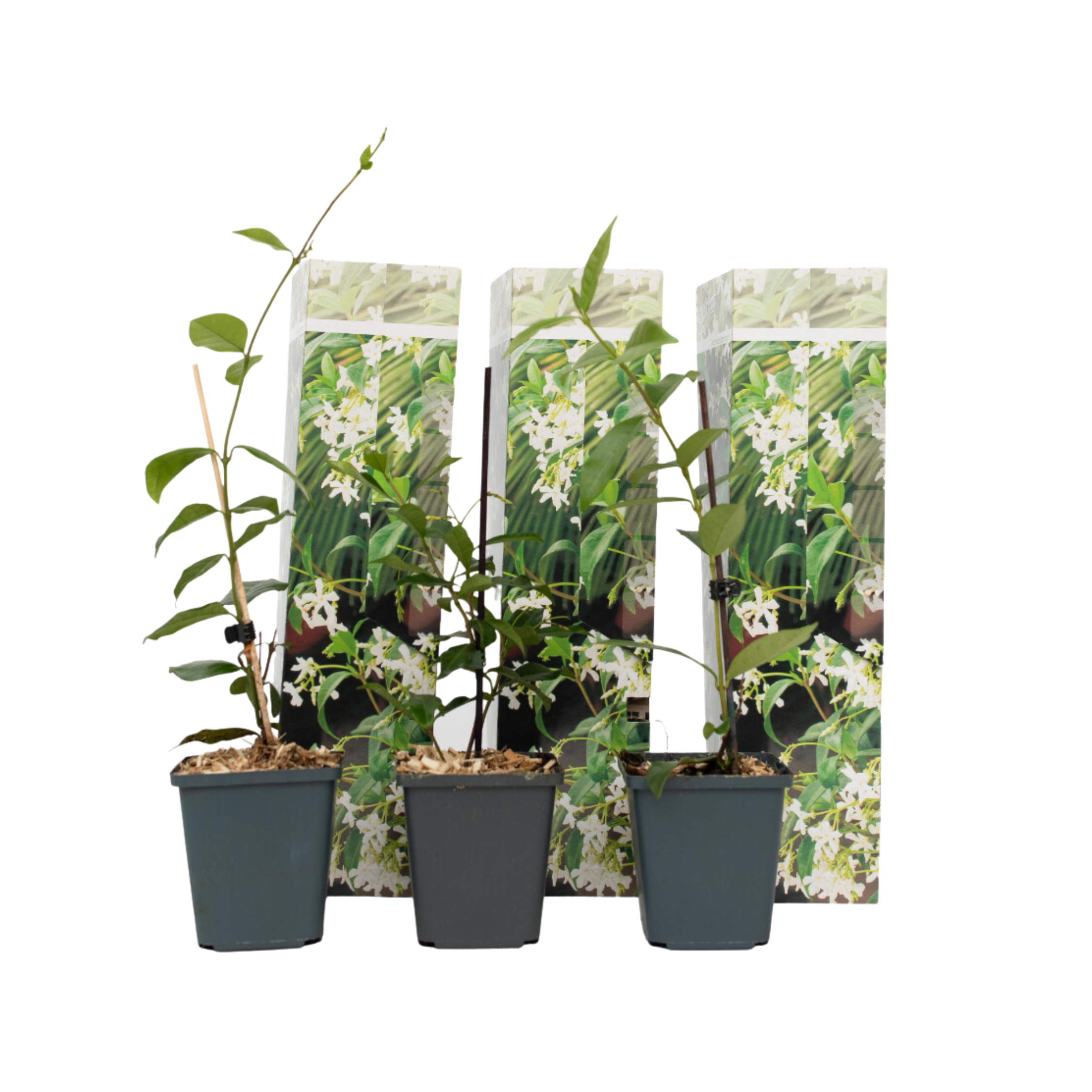 Jasmijn - Set van 3 - Trachelospermum jasminoides - Hoogte 25-40cm -⌀9cm afbeelding