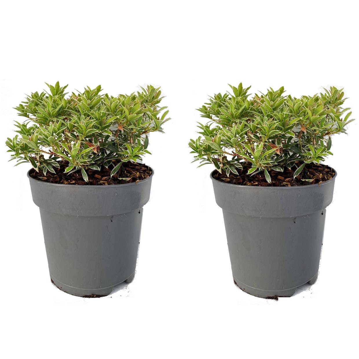 Rotsheide - Set van 2 - Pieris japonica'Little Heath'- Hoogte 25-40cm -⌀17cm afbeelding
