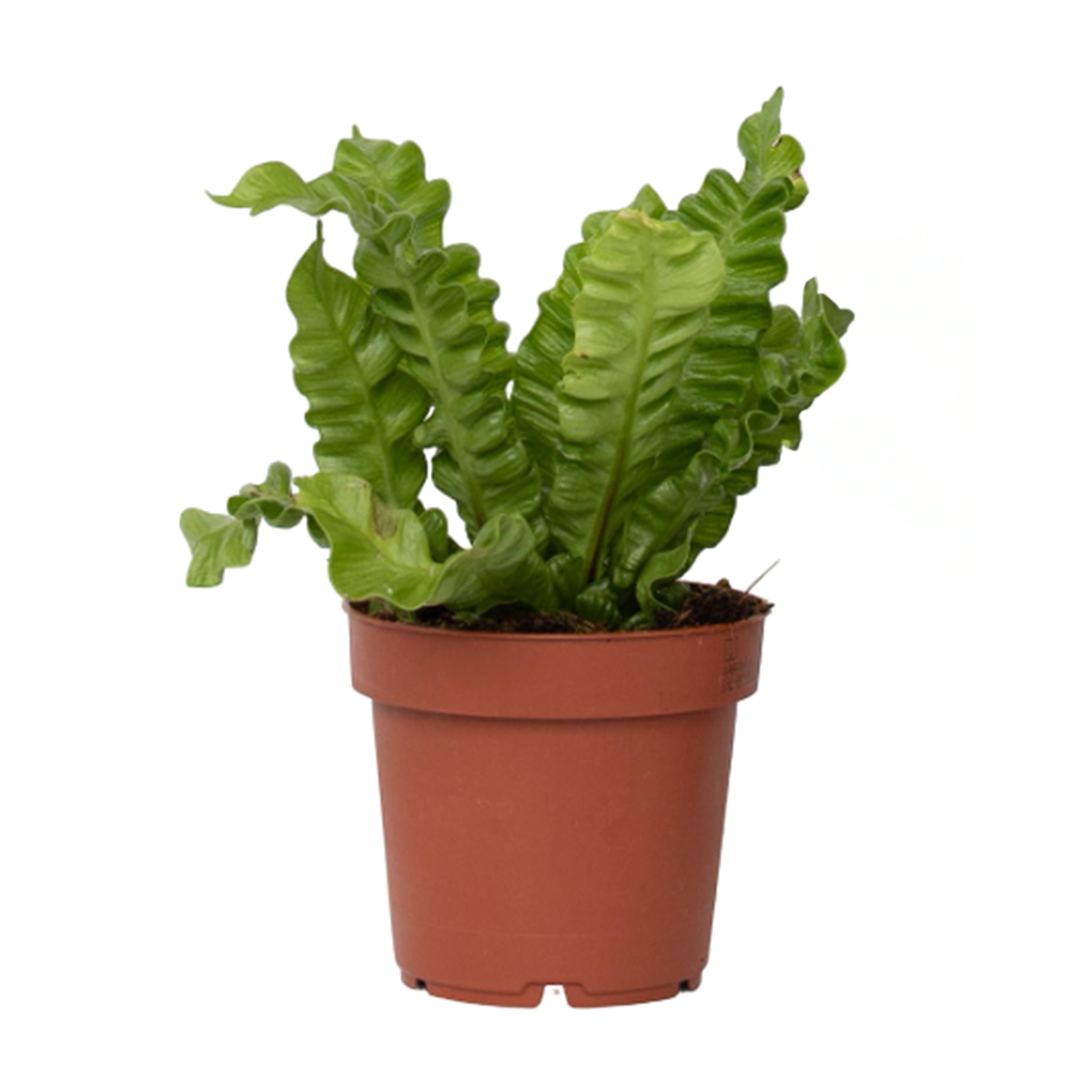 Vogelnestvaren - Asplenium nidus'Crispy Wave'- Hoogte 25-40cm -⌀12cm afbeelding