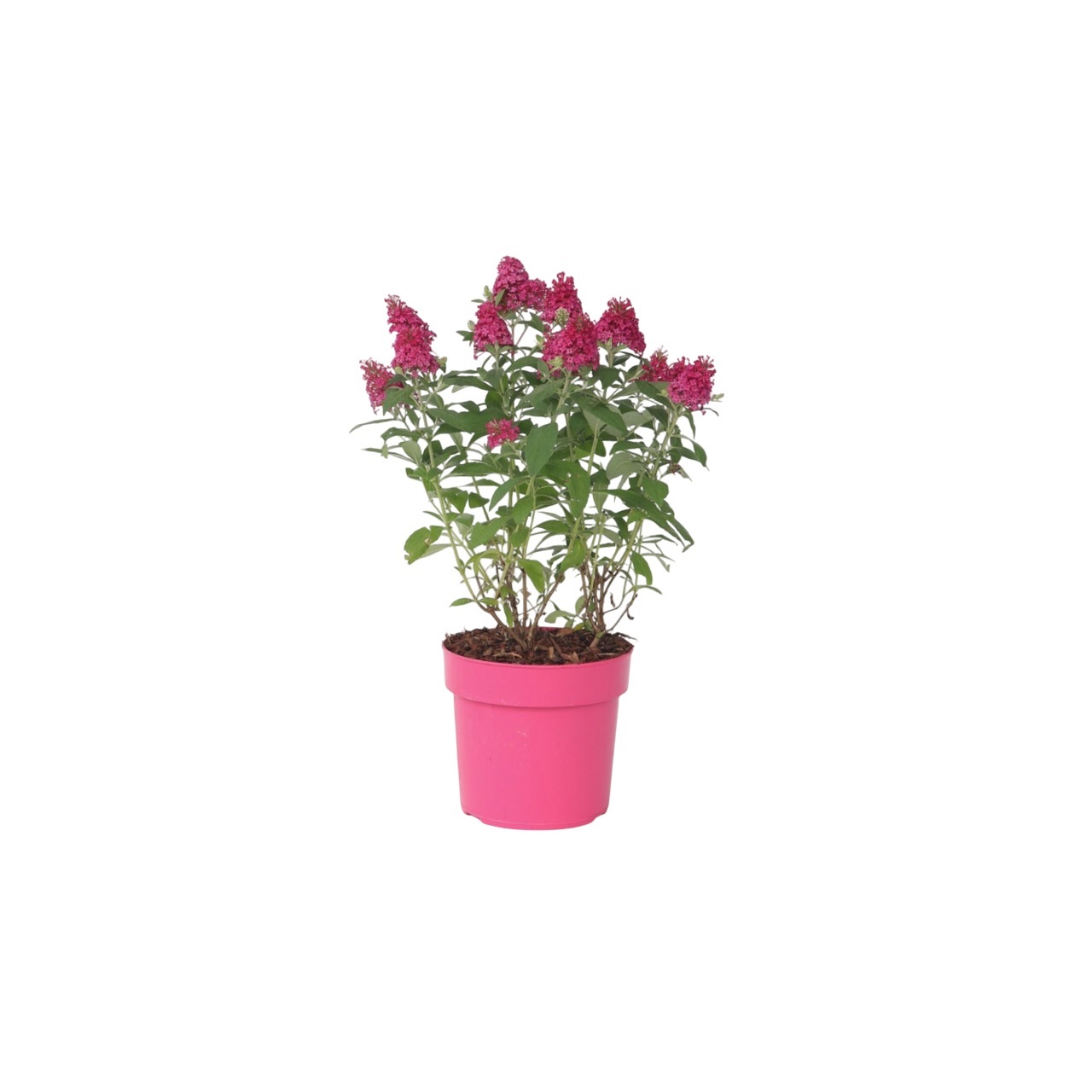 Vlinderstruik - Buddleja davidii'Candy'- Hoogte 30-40cm -⌀19cm afbeelding