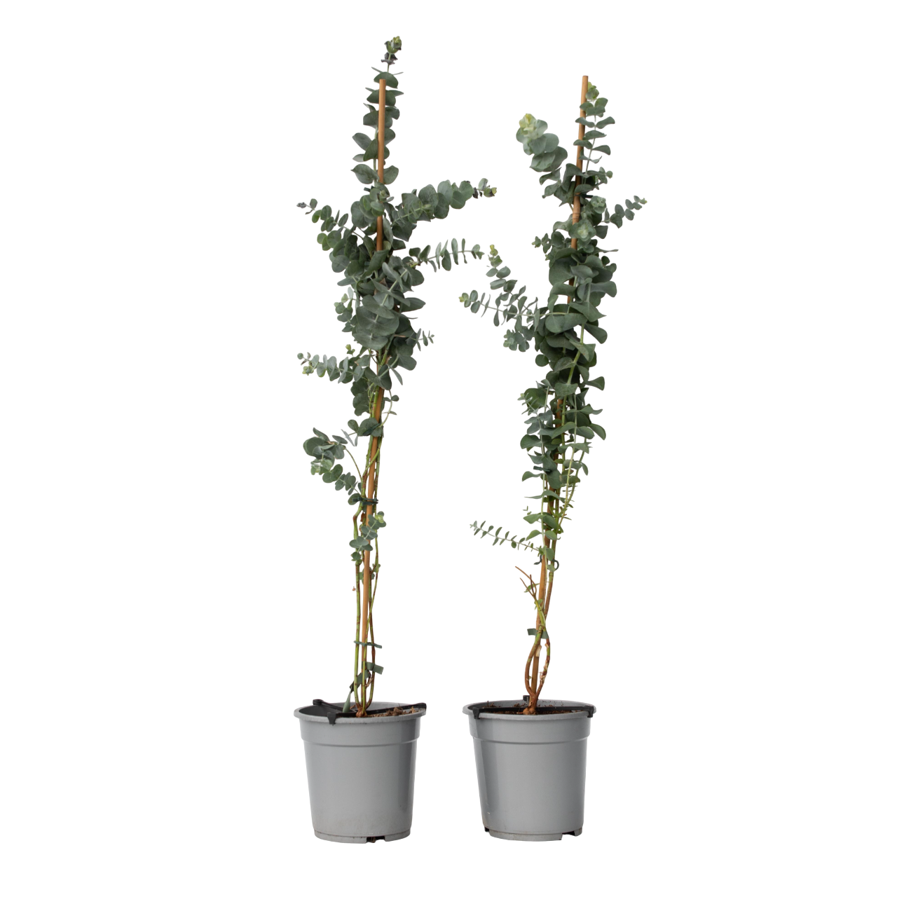 Zilvereucalyptus - Set van 2 - Eucalyptus - Hoogte 90-110cm -⌀19cm afbeelding