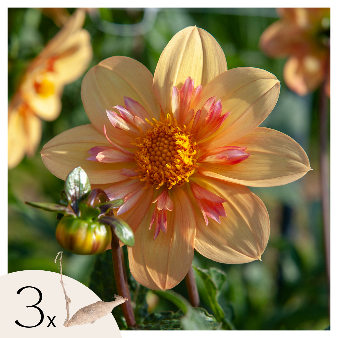 Dahliaknollen - Set van 3 - Dahlia'Kelsey Annie Joy'- Oranje afbeelding