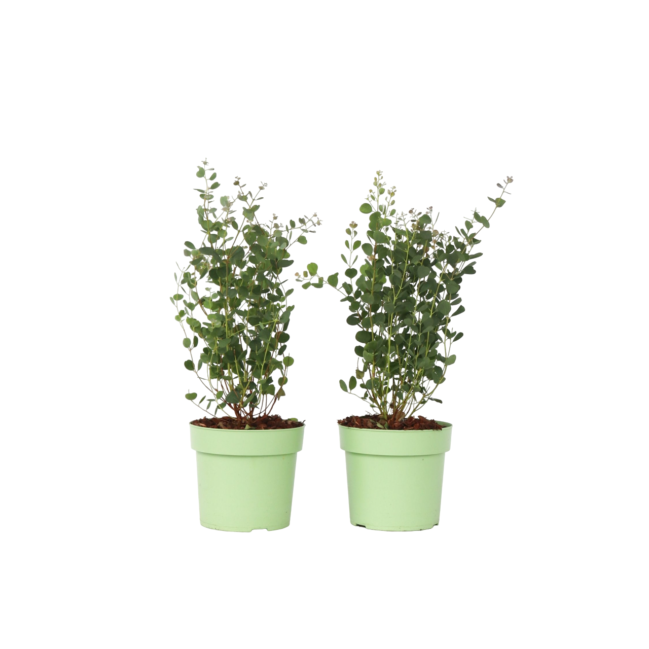 Eucalyptusplant - Set van 2 - Eucalyptus Botanic Hearts - Hoogte 40-50cm -⌀15cm afbeelding