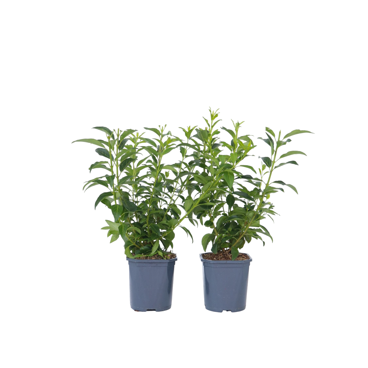 Chinees klokje - Set van 4 - Forsythia'Minigold'- Hoogte 25-40cm -⌀17cm afbeelding