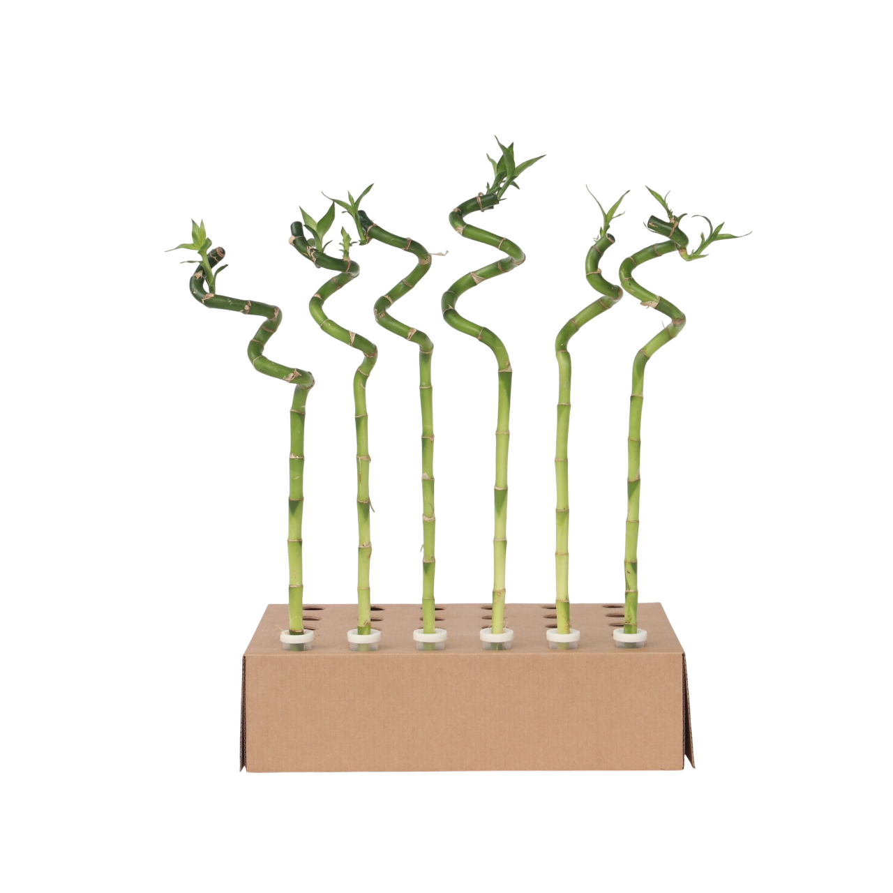 Geluksbamboe - Set van 6 - Dracaena sanderiana - Hoogte 40-50cm -⌀2cm afbeelding