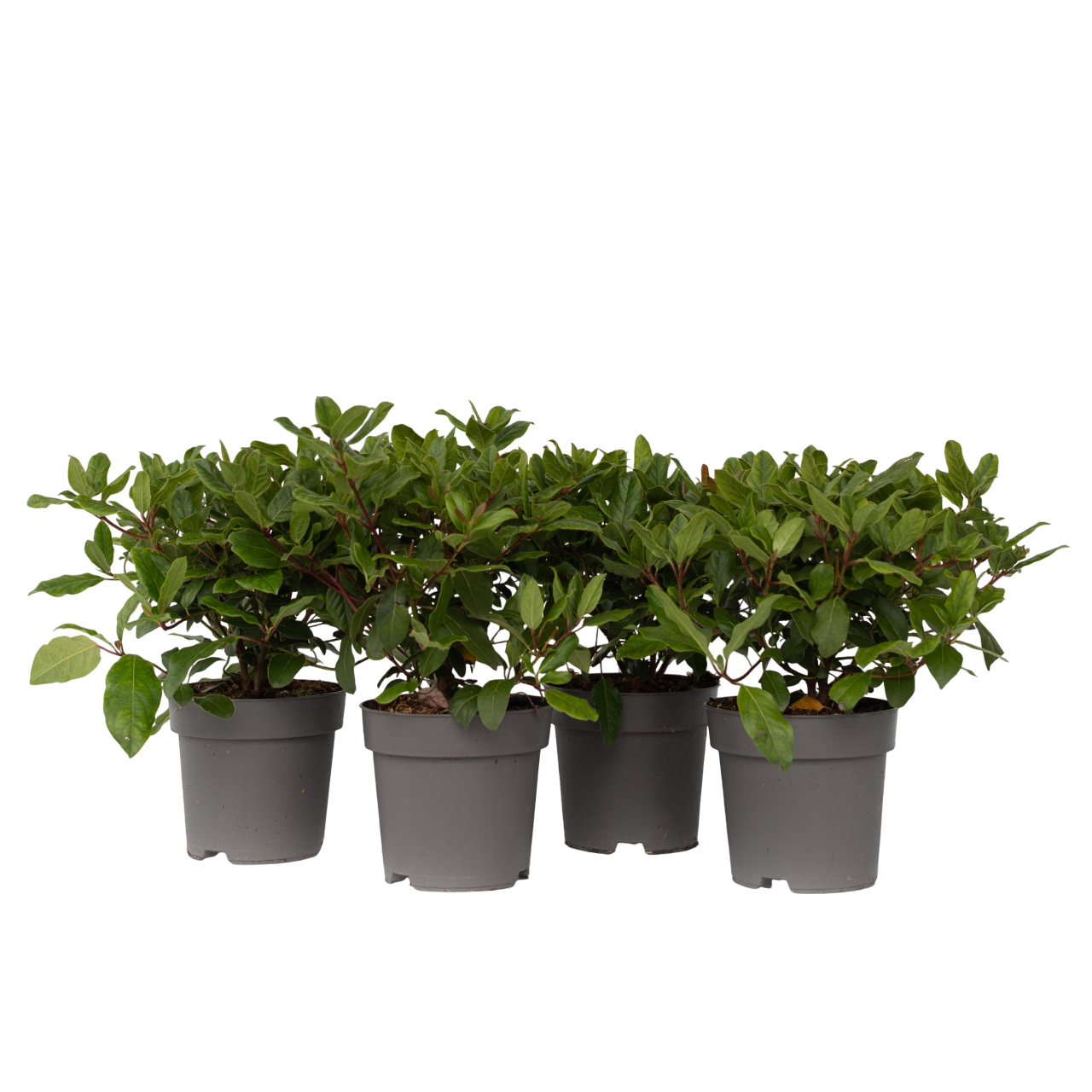 Sneeuwbalplant - Set van 4 - Viburnum tinus - Hoogte 25-40cm -⌀17cm afbeelding