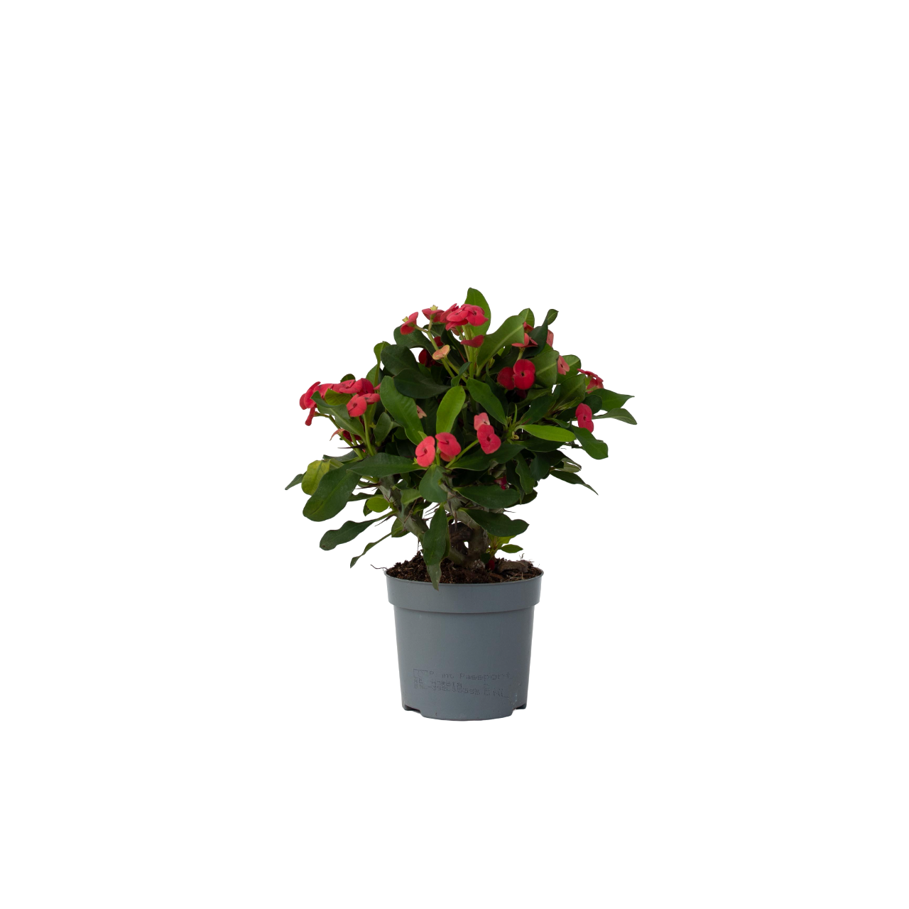 Christusdoorn - Euphorbia'Milii'- Hoogte 25-35cm -⌀13cm afbeelding
