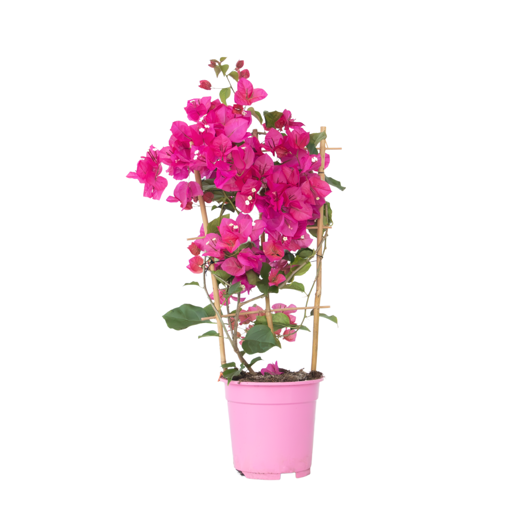 Roze bougainville - Bougainvillea'Dania'- Hoogte 50-60cm -⌀17cm afbeelding