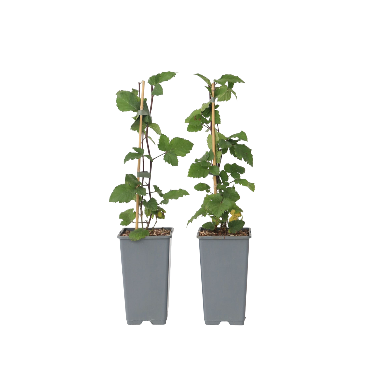 Aalbes - Set van 2 - Ribes rubrum'Jonkheer van Tets'- Hoogte 50-60cm -⌀15cm afbeelding