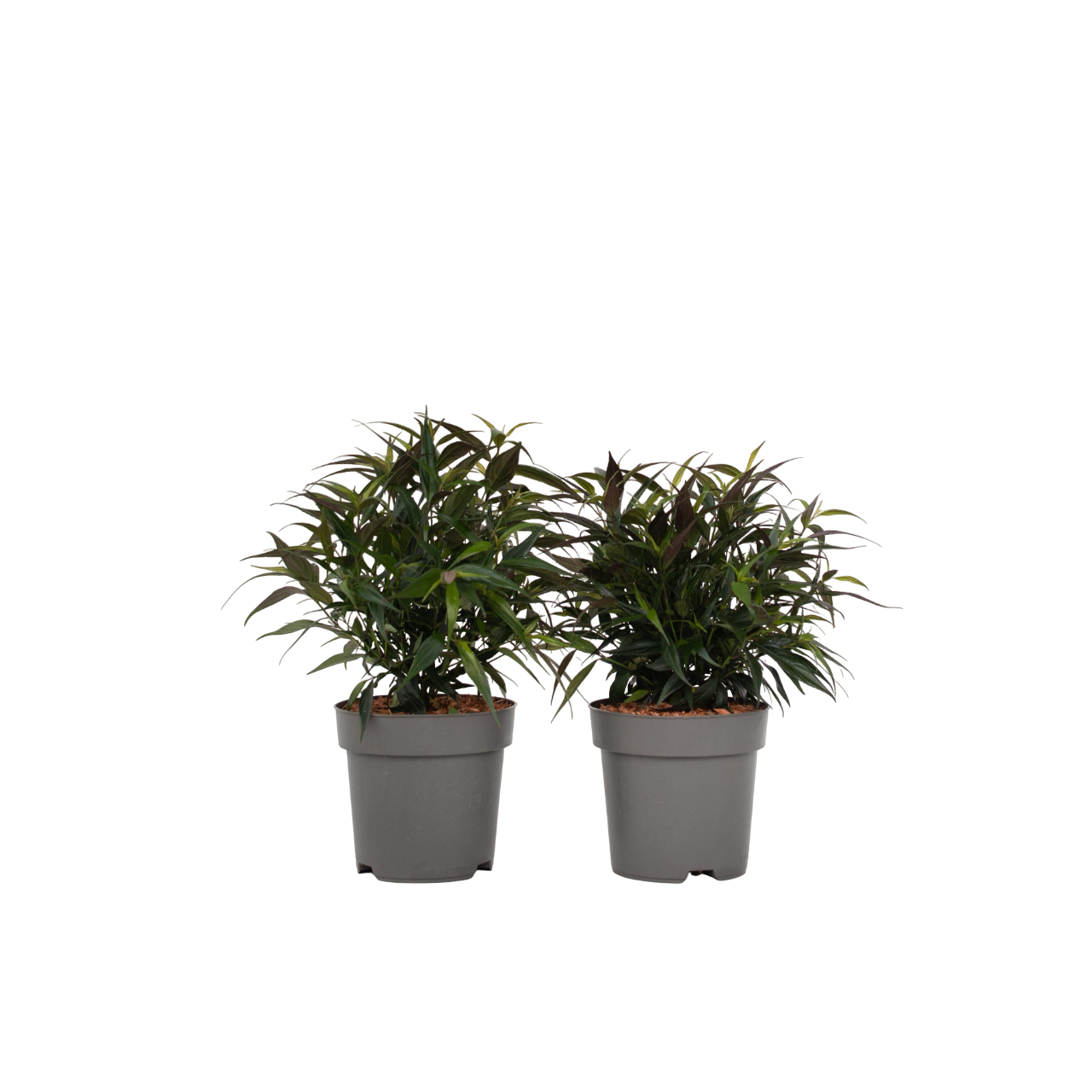 Trompetkruid - Set van 2 - Strobilanthes‘Brunetthy’ - Hoogte 25-40cm - ⌀17cm afbeelding