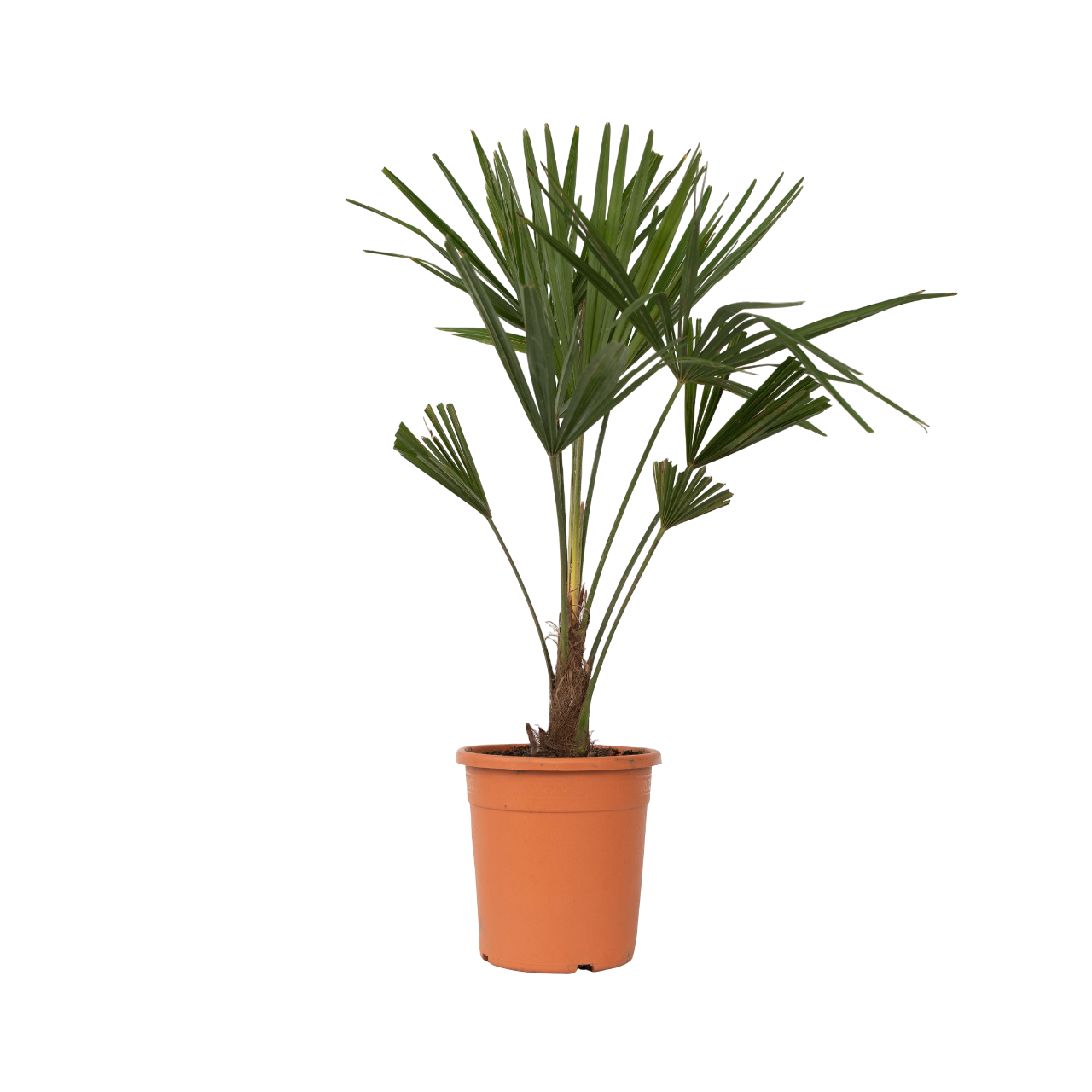 Chinese Waaierpalm - Trachycarpus Fortunei - Hoogte 65-75cm -⌀21cm afbeelding