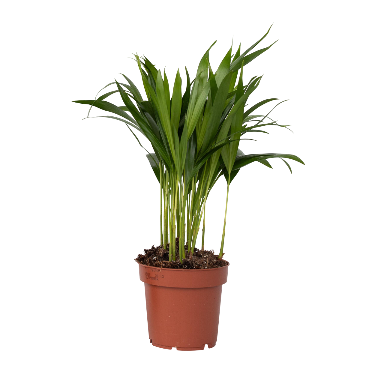 Areca goudpalm - Dypsis lutescens - Hoogte 30-45cm -⌀12cm afbeelding