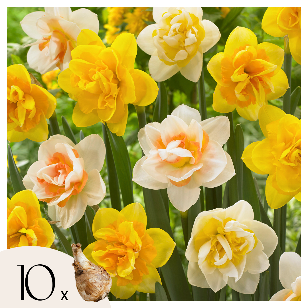 Narcissen - Set van 10 - Narcissus'Double Mix'- Bloembollen afbeelding