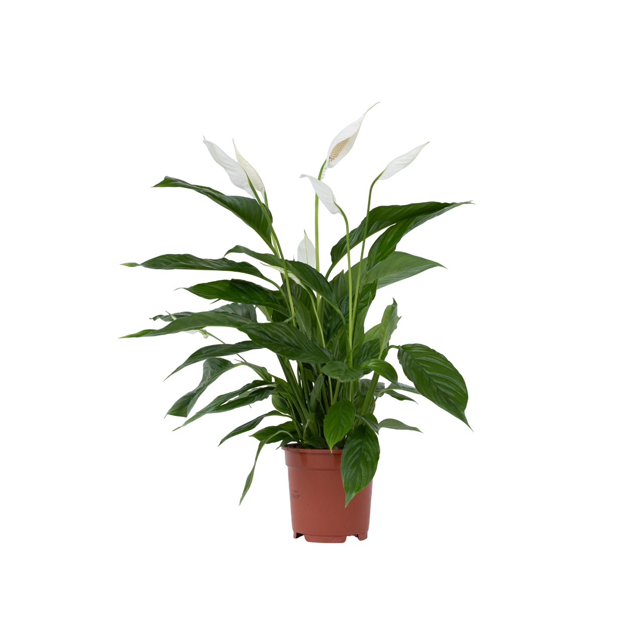 Lepelplant - Spathiphyllum'Lima'- Hoogte 60-75cm -⌀17cm afbeelding