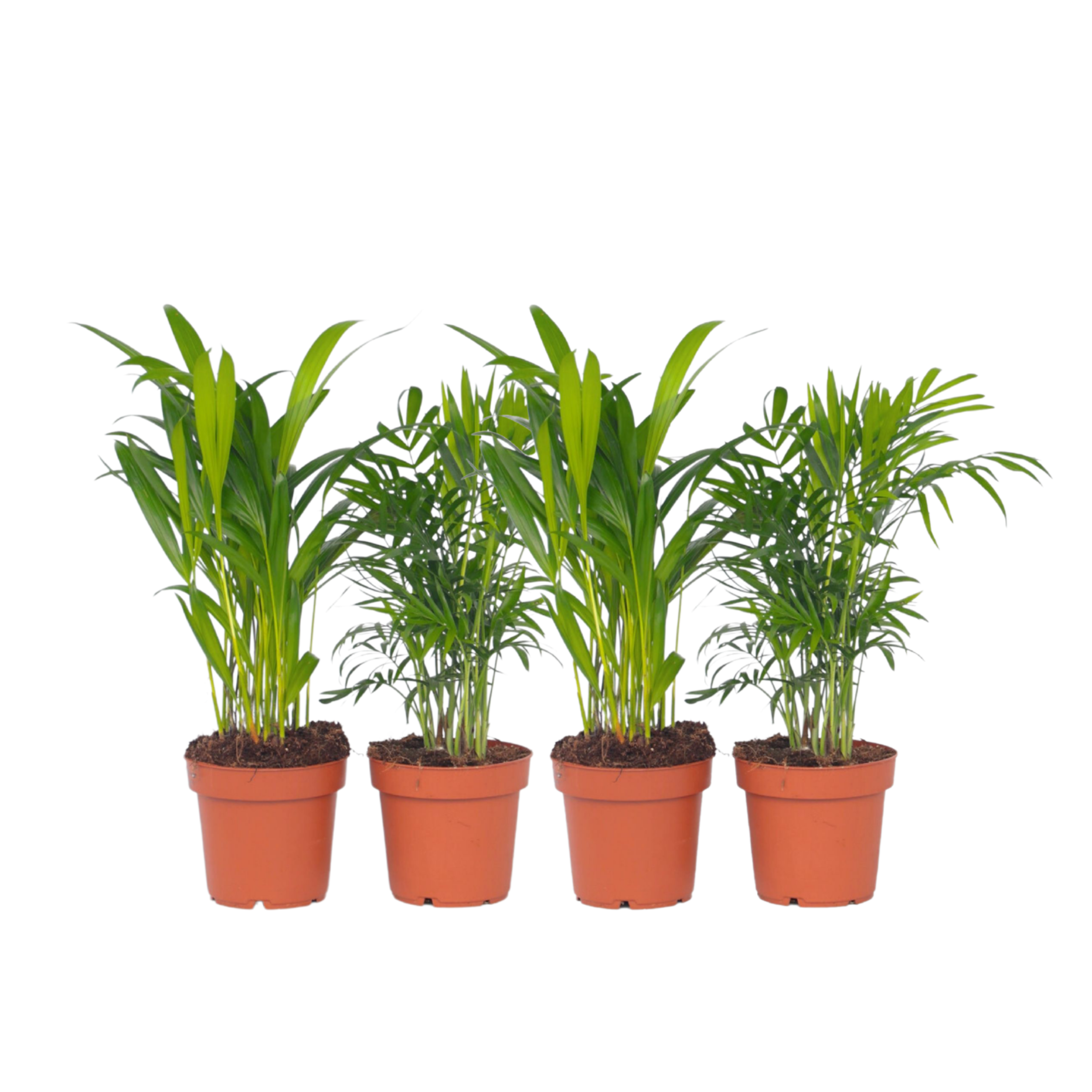 Kleine kamerpalmen - Set van 4 - Dypsis, Chamaedorea - Hoogte 25-40cm -⌀12cm afbeelding
