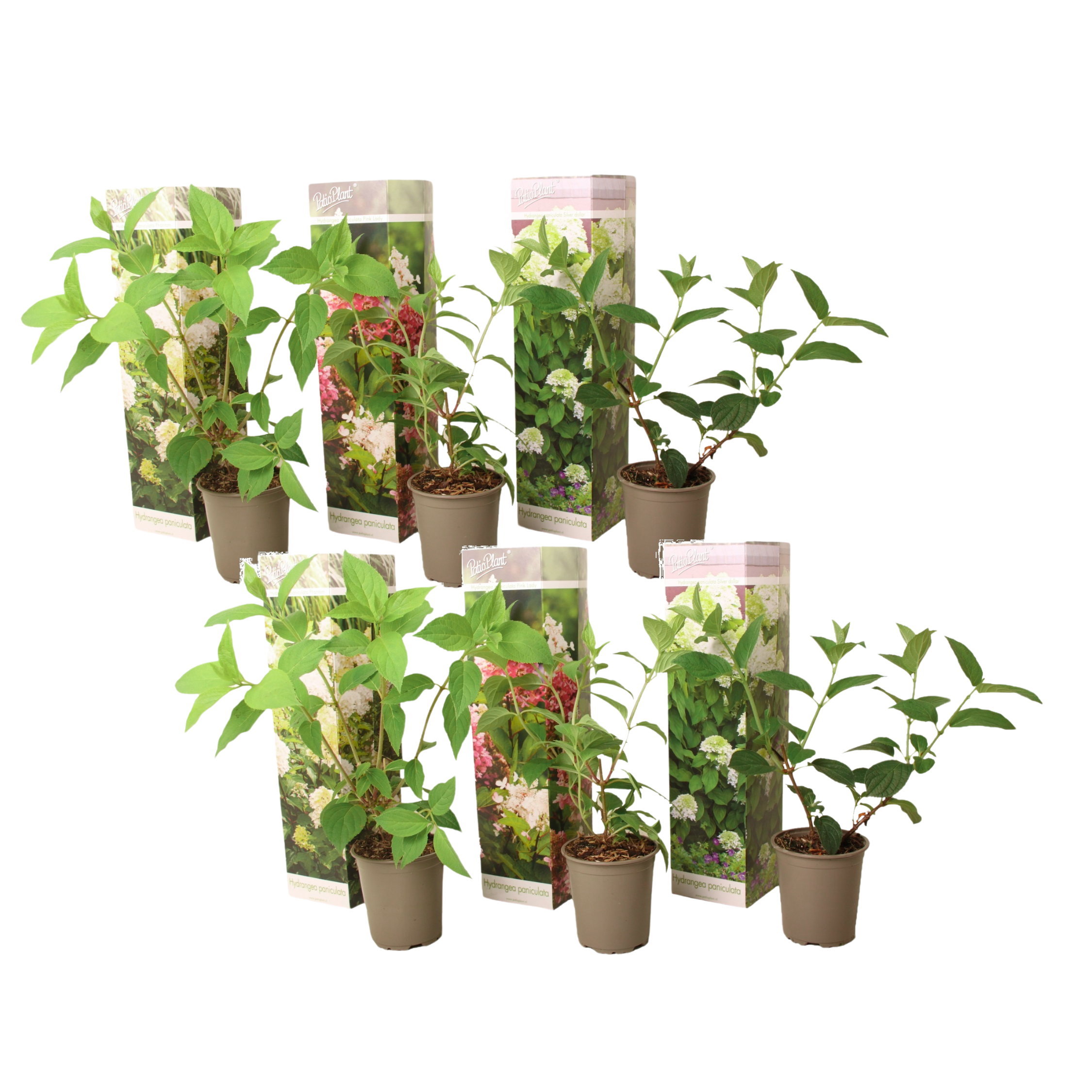 Hortensia - Set van 6 - Hydrangea paniculata - Hoogte 25-35cm -⌀9cm afbeelding