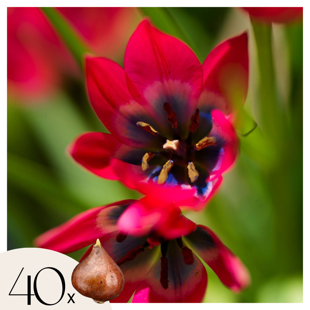 Tulpenbollen - Set van 40 - Tulipa'Little Beauty'- Bloembollen - Rood afbeelding