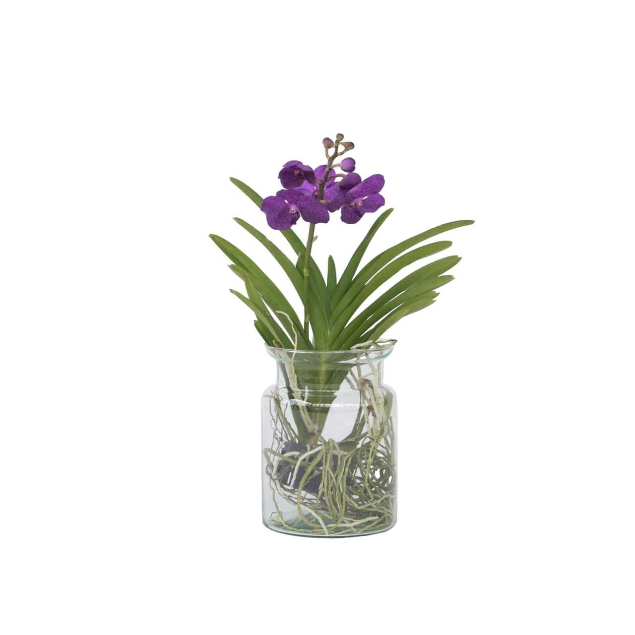 Blauwe orchidee - Vanda'Blue'- Hoogte 40-50cm -⌀14cm afbeelding