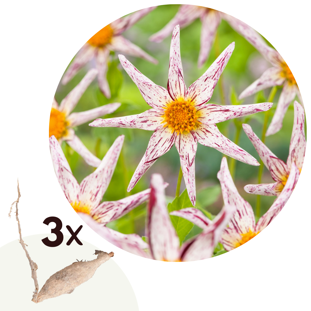 Dahliaknollen - Set van 3 - Dahlia'Destiny's Teacher' afbeelding