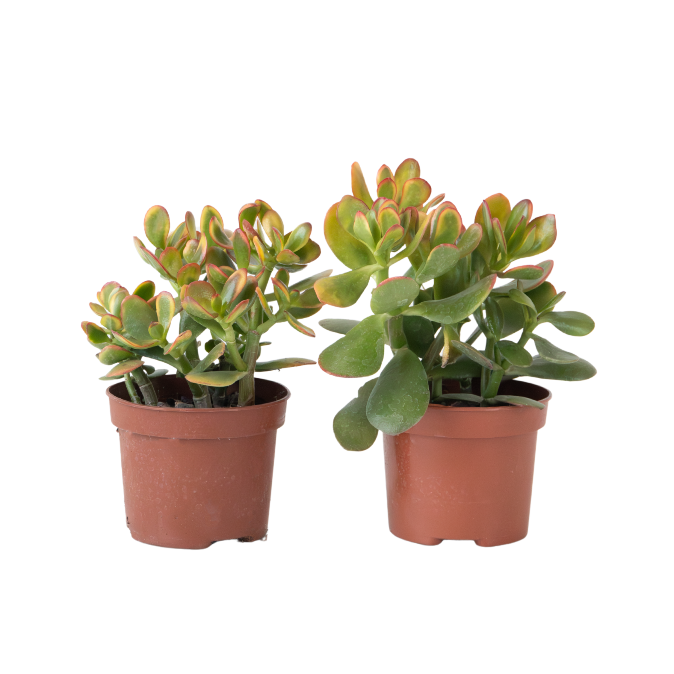 Geldboom - Set van 2 - Crassula ovata'Sunset'- Hoogte 15-20cm -⌀12cm afbeelding
