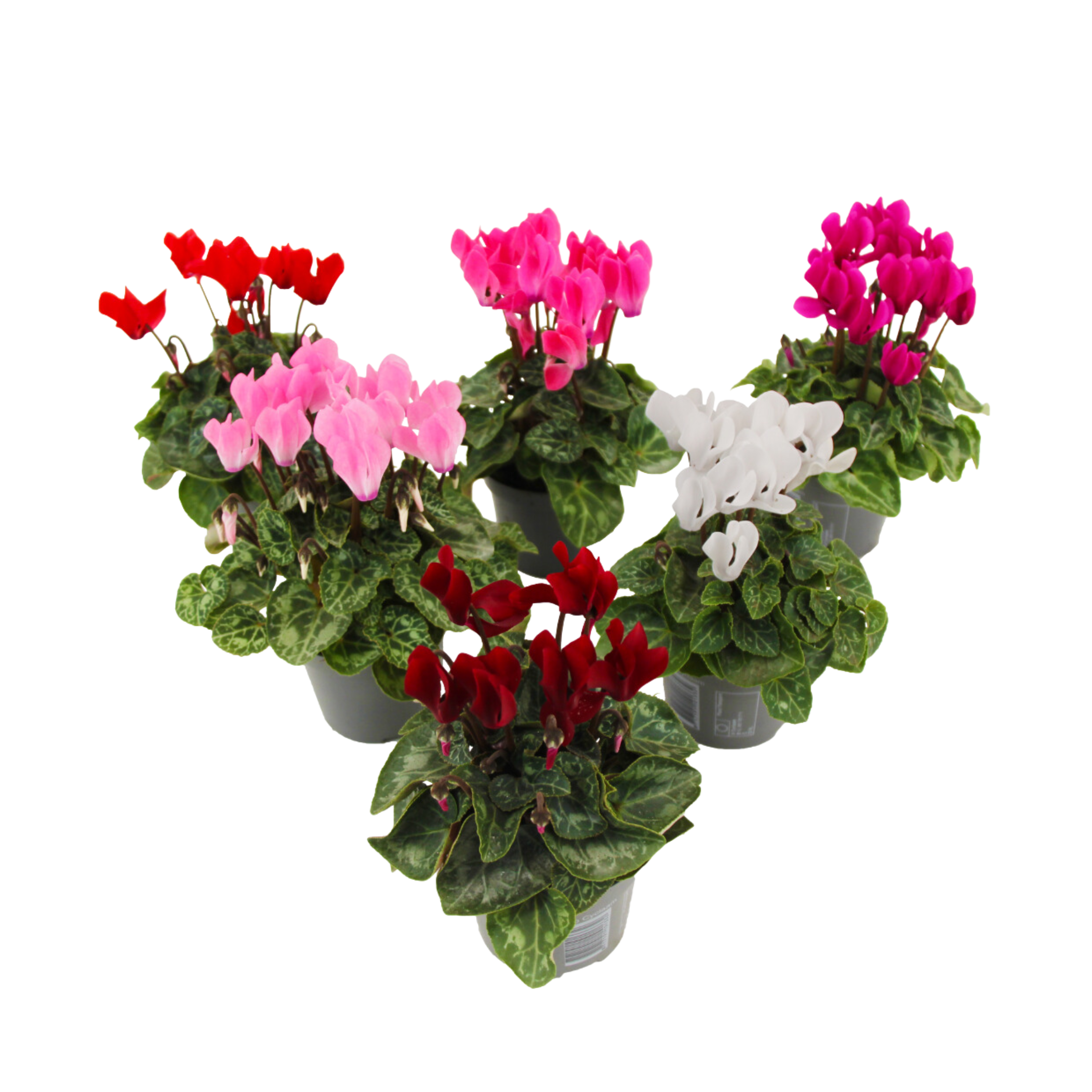 Perzisch cyclaam - Set van 6 - Cyclamen persicum - Hoogte 10-20cm -⌀9cm afbeelding
