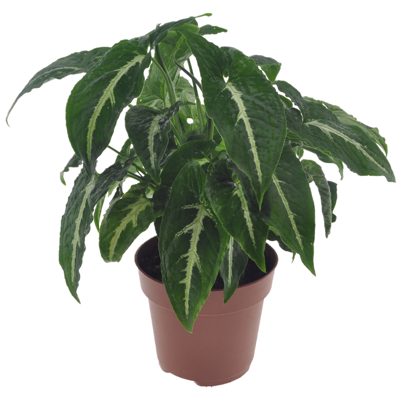 Pijlplant - Syngonium'Wendlandii'- Hoogte 20-30cm -⌀12cm afbeelding