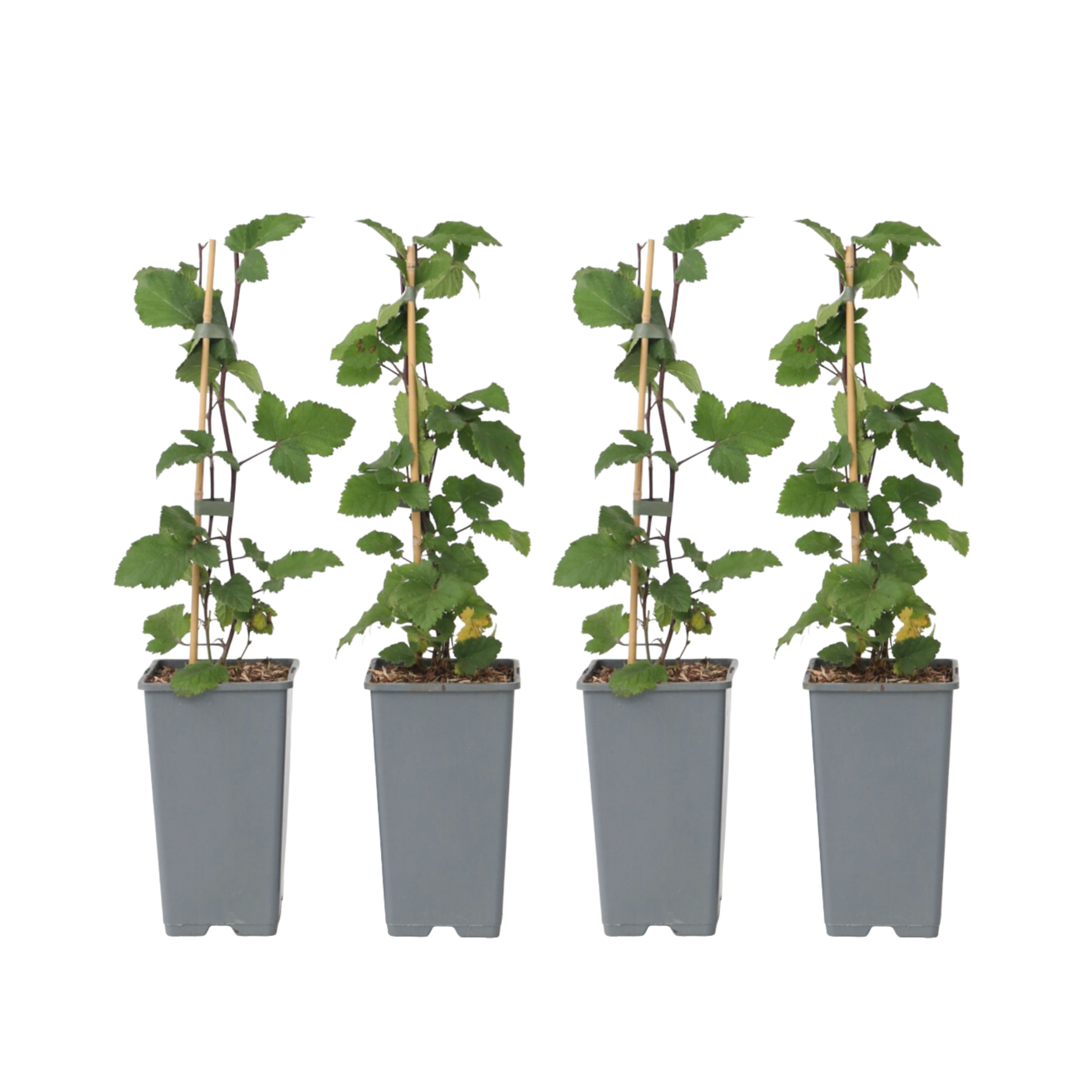 Aalbes - Set van 4 - Ribes rubrum'Jonkheer van Tets'- Hoogte 50-60cm -⌀15cm afbeelding