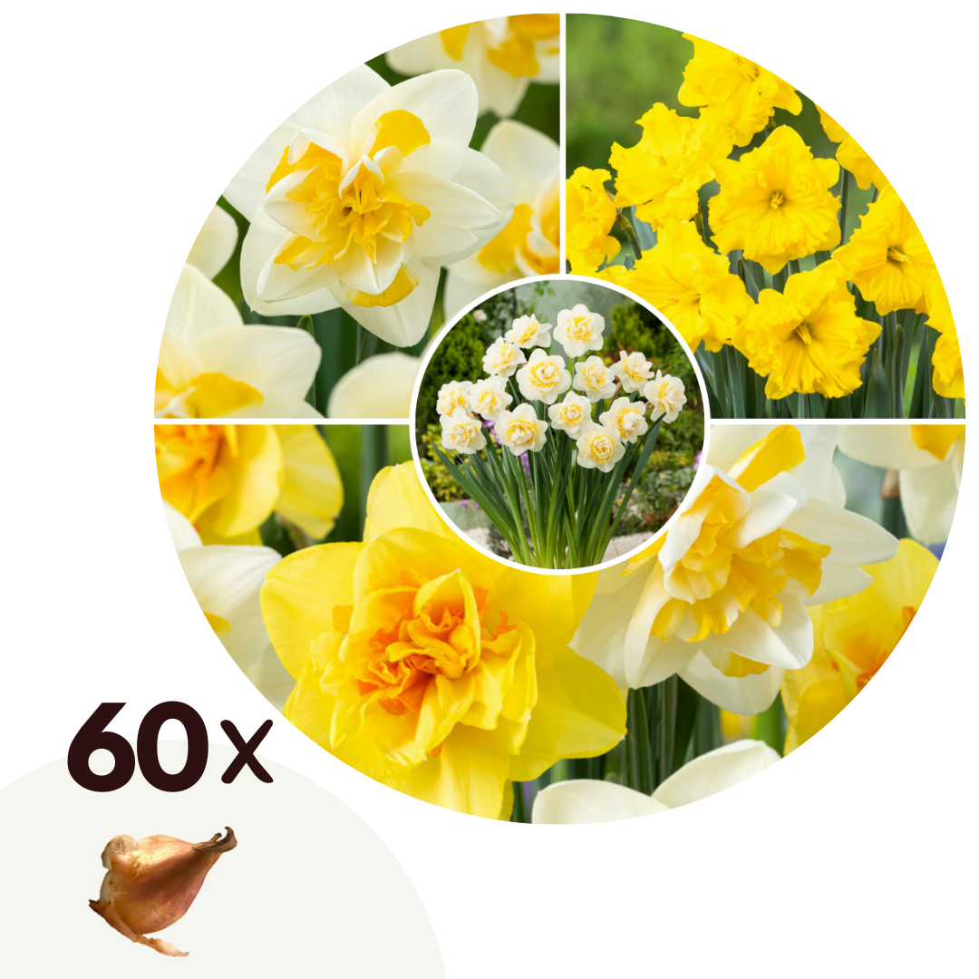 Narcissen - Set van 60 - Narcissus'Double Mix'- Bloembollen afbeelding