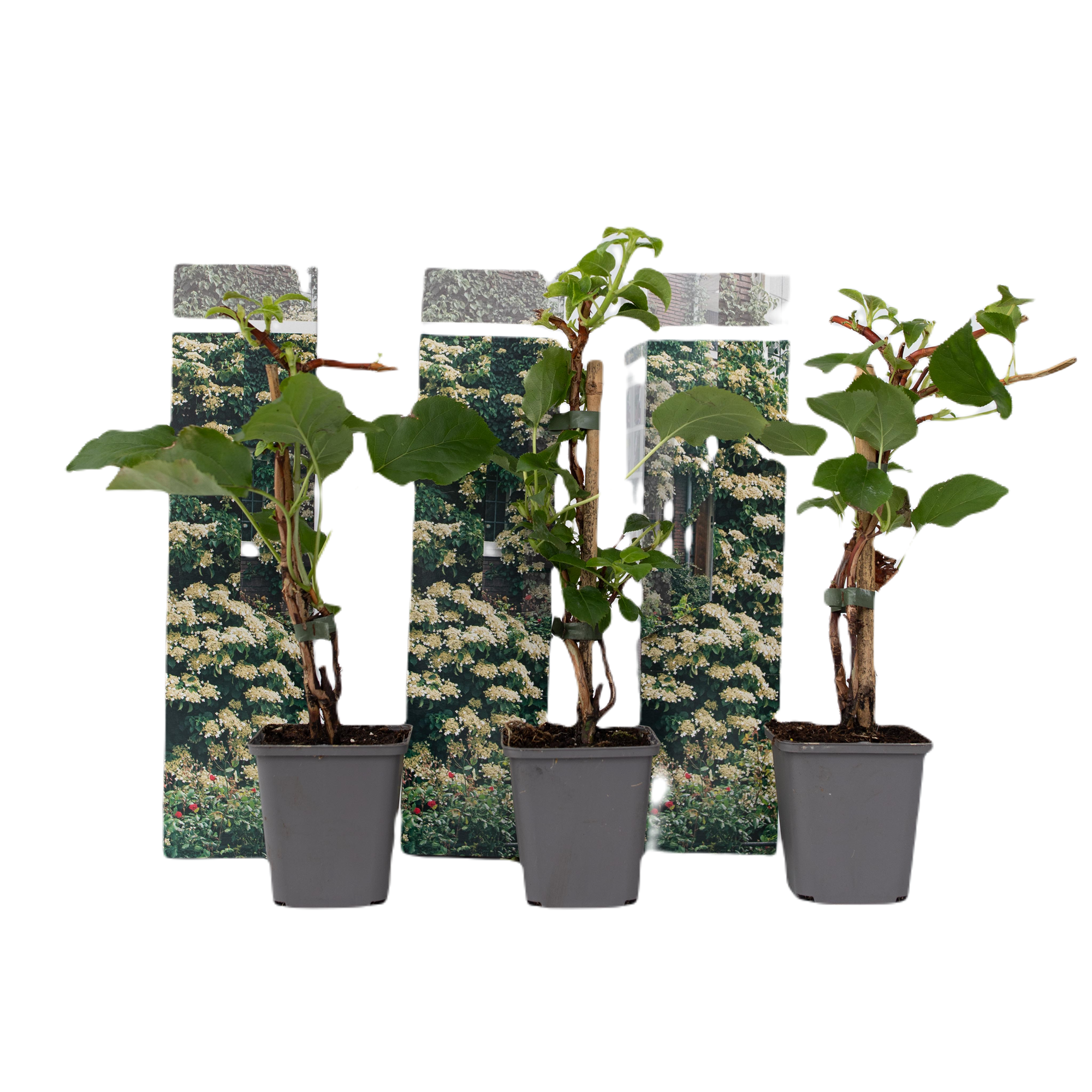 Hortensia - Set van 3 - Hydrangea anomale petiolaris - Hoogte 25-40cm -⌀9cm afbeelding
