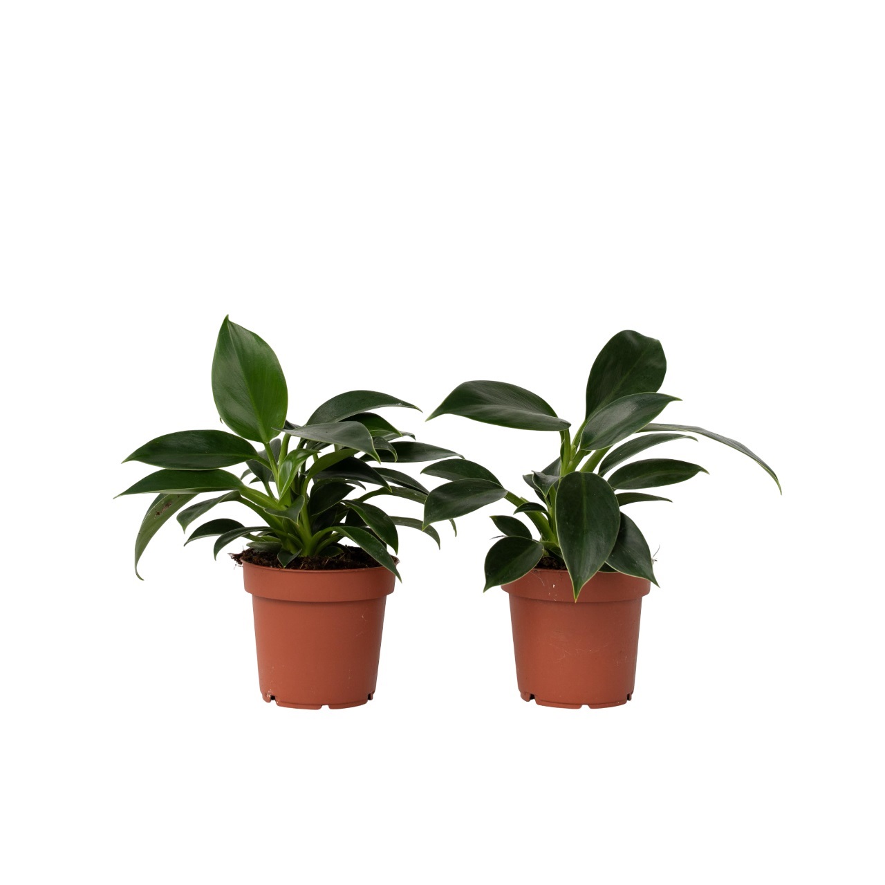 Philodendron - Set van 2 - Philodendron Green Princess - Hoogte 20-30cm -⌀12cm afbeelding