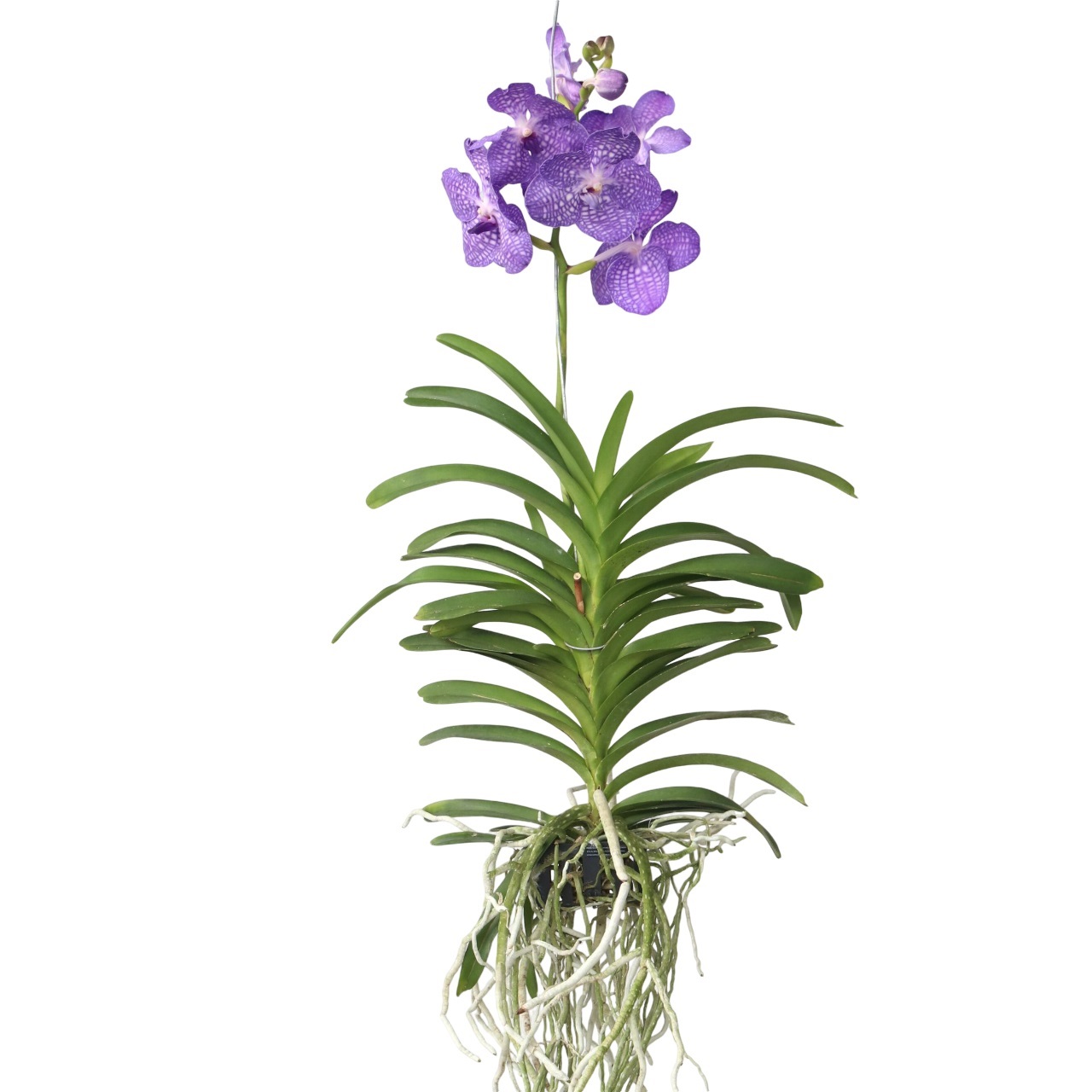 Royal Blue Orchidee - Vanda'Magic Royal Blue'- Hoogte 55-65cm afbeelding