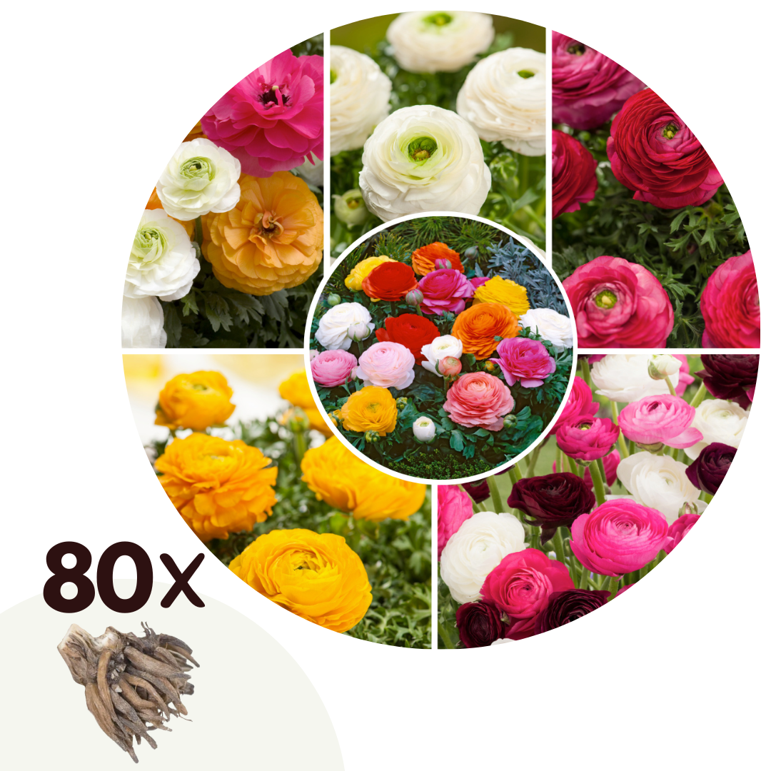 Boterbloem - Set van 80 - Ranunculus - Bloembollen afbeelding